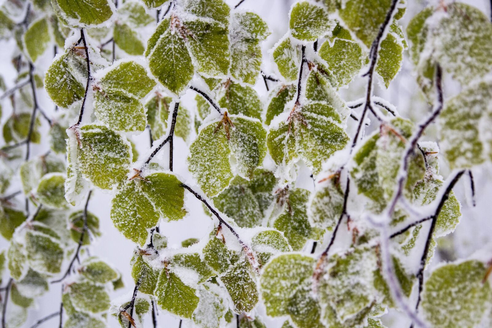 Canon EOS 600D (Rebel EOS T3i / EOS Kiss X5) sample photo. Snowy, leafs, nature photography