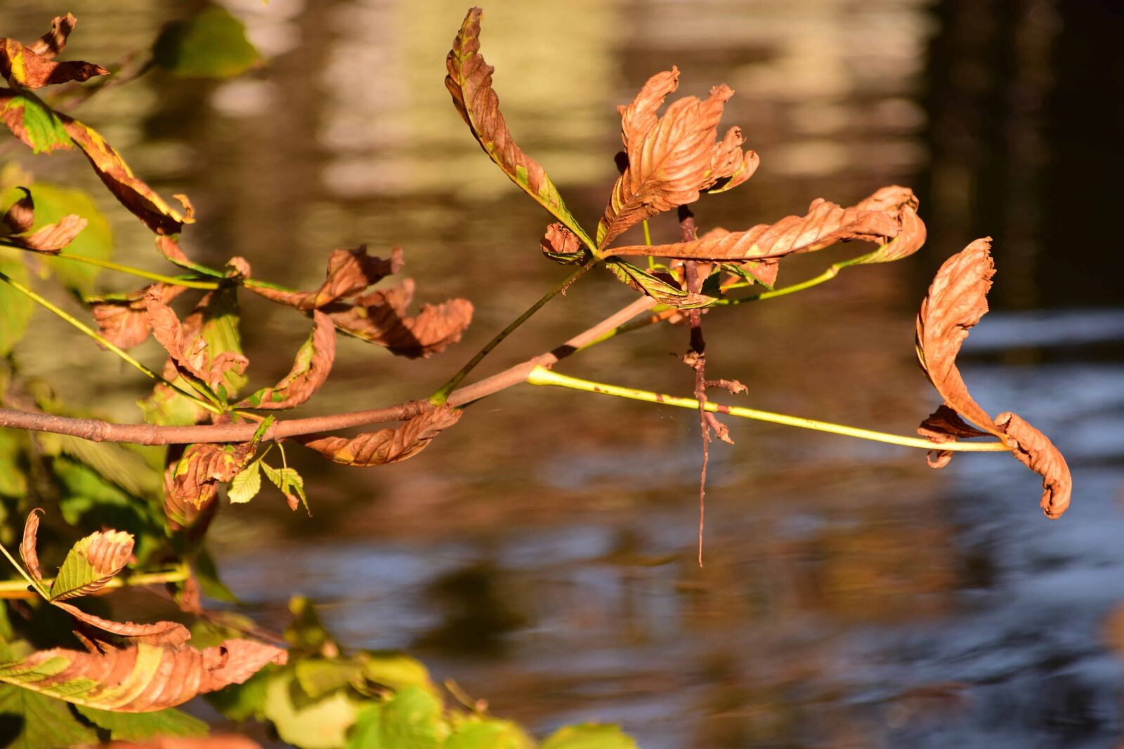 Nikon D3300 sample photo. Water, leaf, nature, tree photography