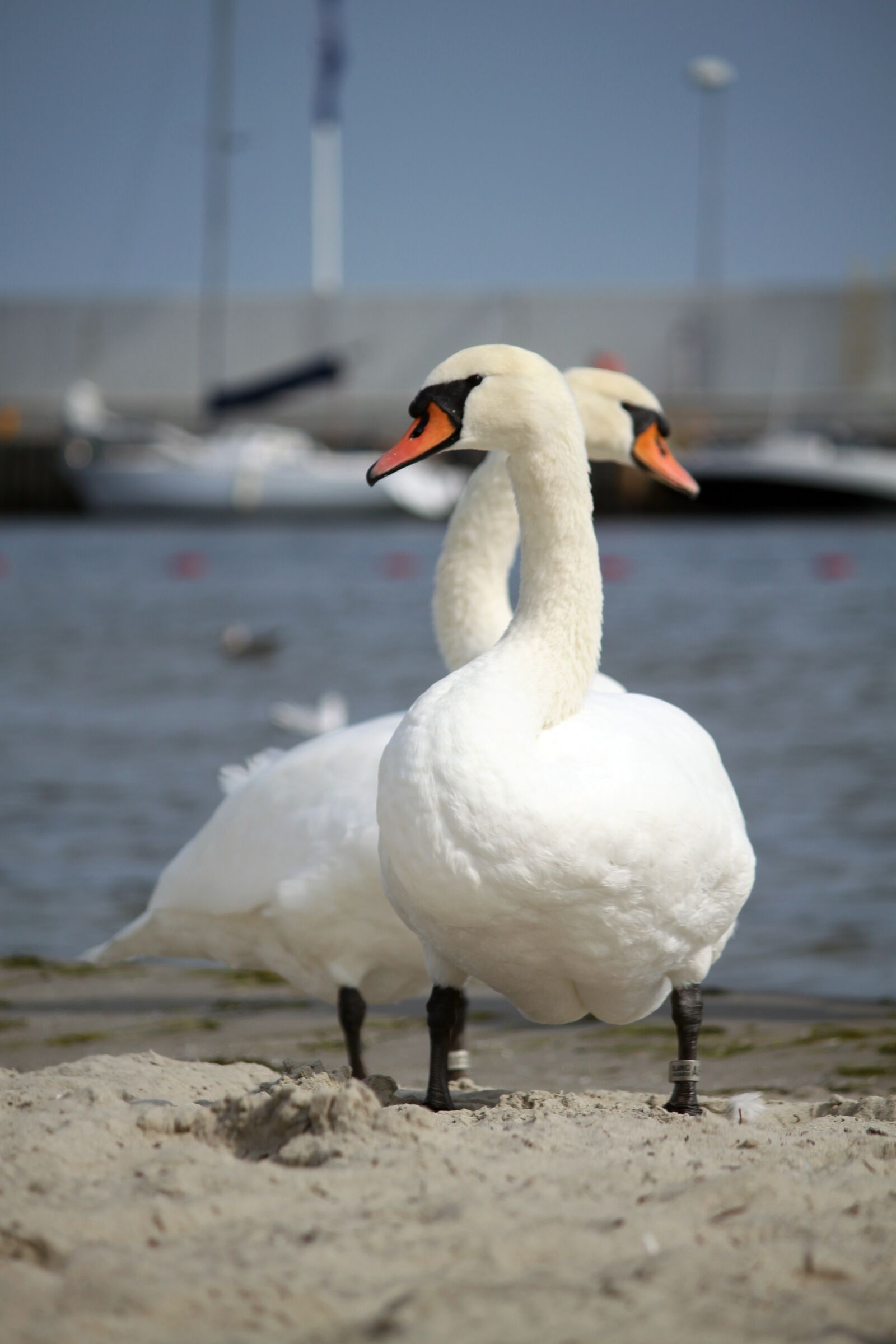 Canon EOS 500D (EOS Rebel T1i / EOS Kiss X3) sample photo. Swans, birds, wild birds photography