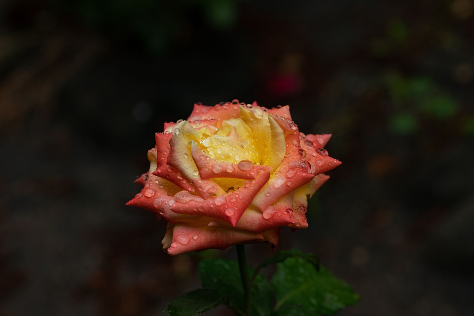 105mm F2.8 sample photo. Color, rose, bloom photography