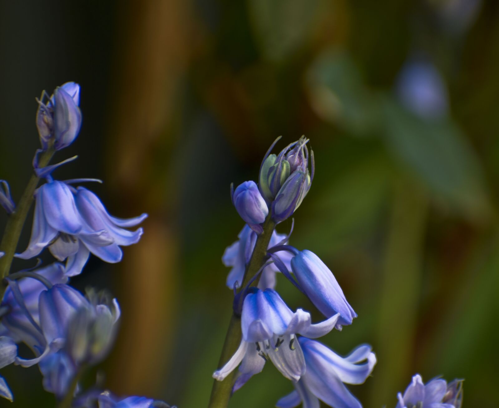 Nikon D3500 sample photo. Flowering plant, foliage, flower photography