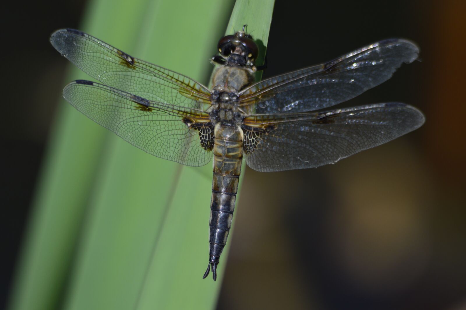 Nikon D3200 sample photo. Dragonfly, nature, macro photography