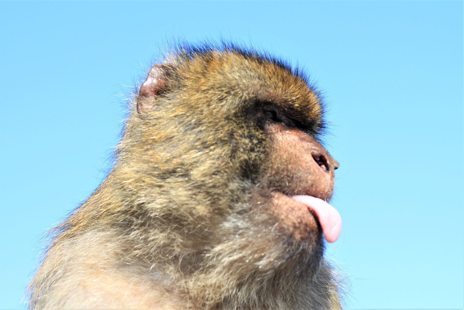 Canon EOS 700D (EOS Rebel T5i / EOS Kiss X7i) + Canon EF 50mm F1.8 STM sample photo. Monkey, portrait, facial expression photography