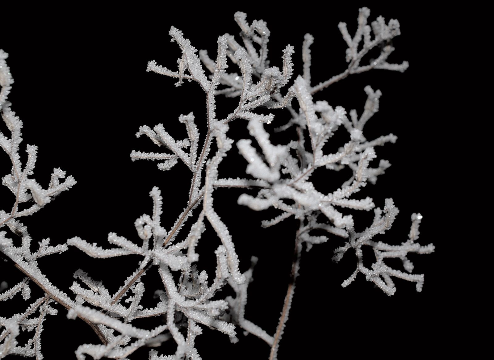 Nikon D3300 sample photo. Branch, iced, crystals photography
