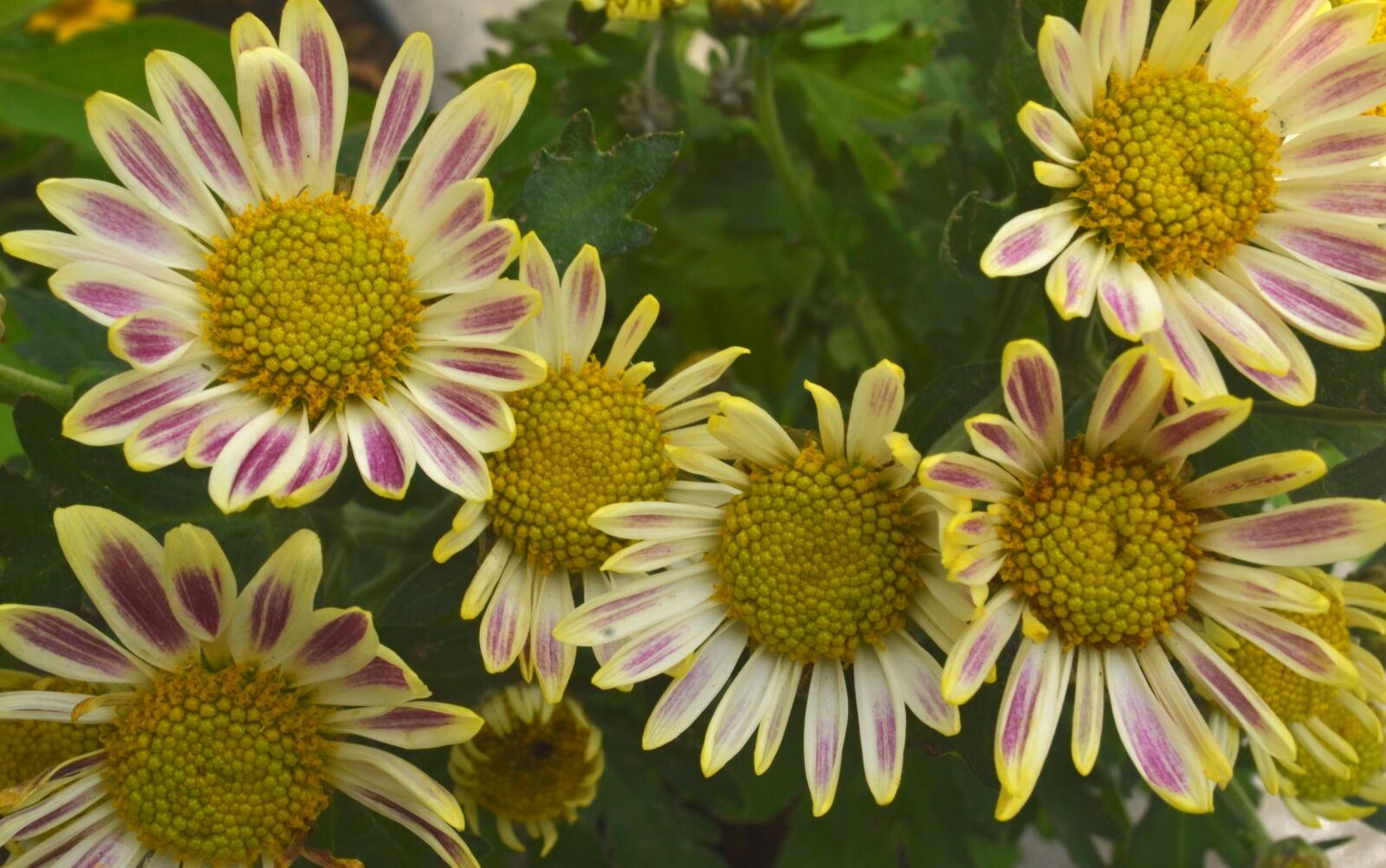 Nikon D3100 sample photo. Flowers, blossom, beautiful photography