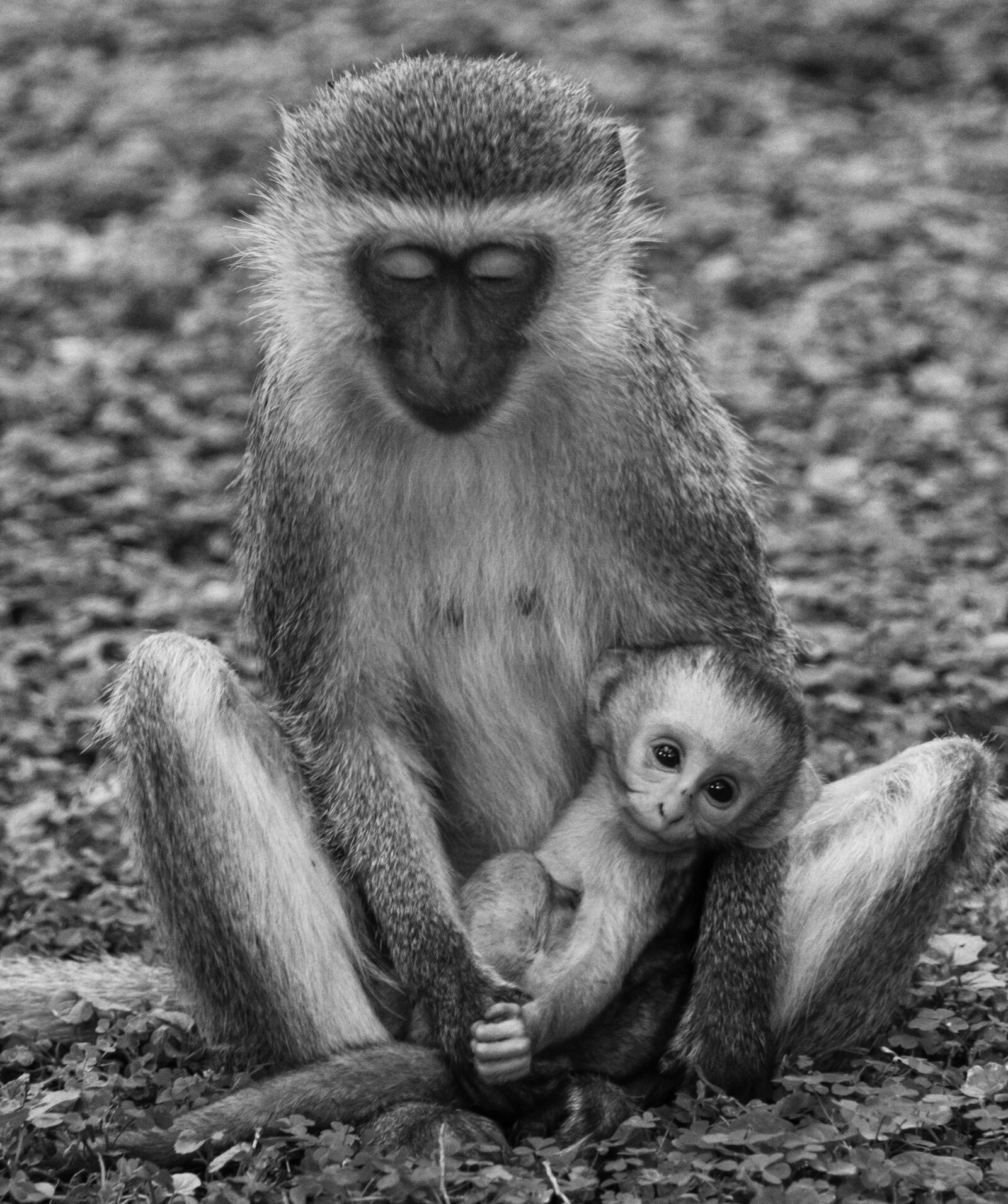 Canon EOS 7D + Canon EF 100-400mm F4.5-5.6L IS USM sample photo. Monkey, monkey baby, kenya photography