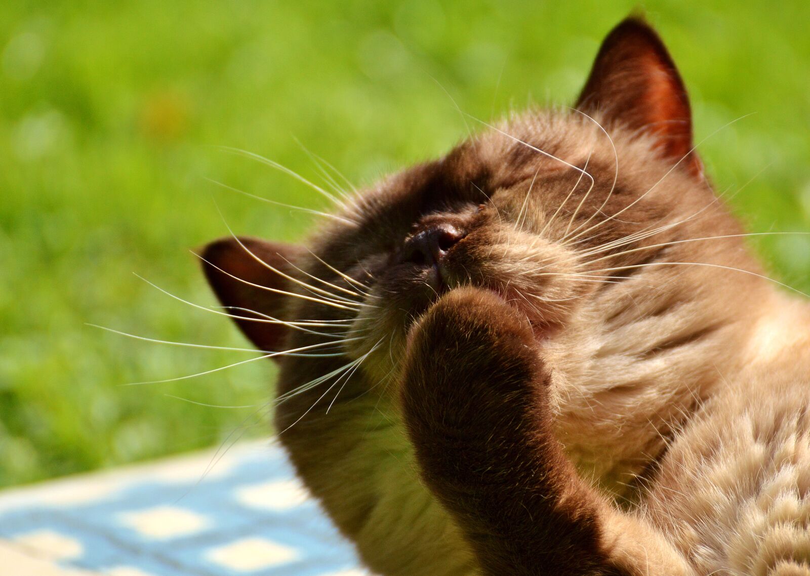 Nikon D3200 sample photo. British shorthair, cat, cute photography