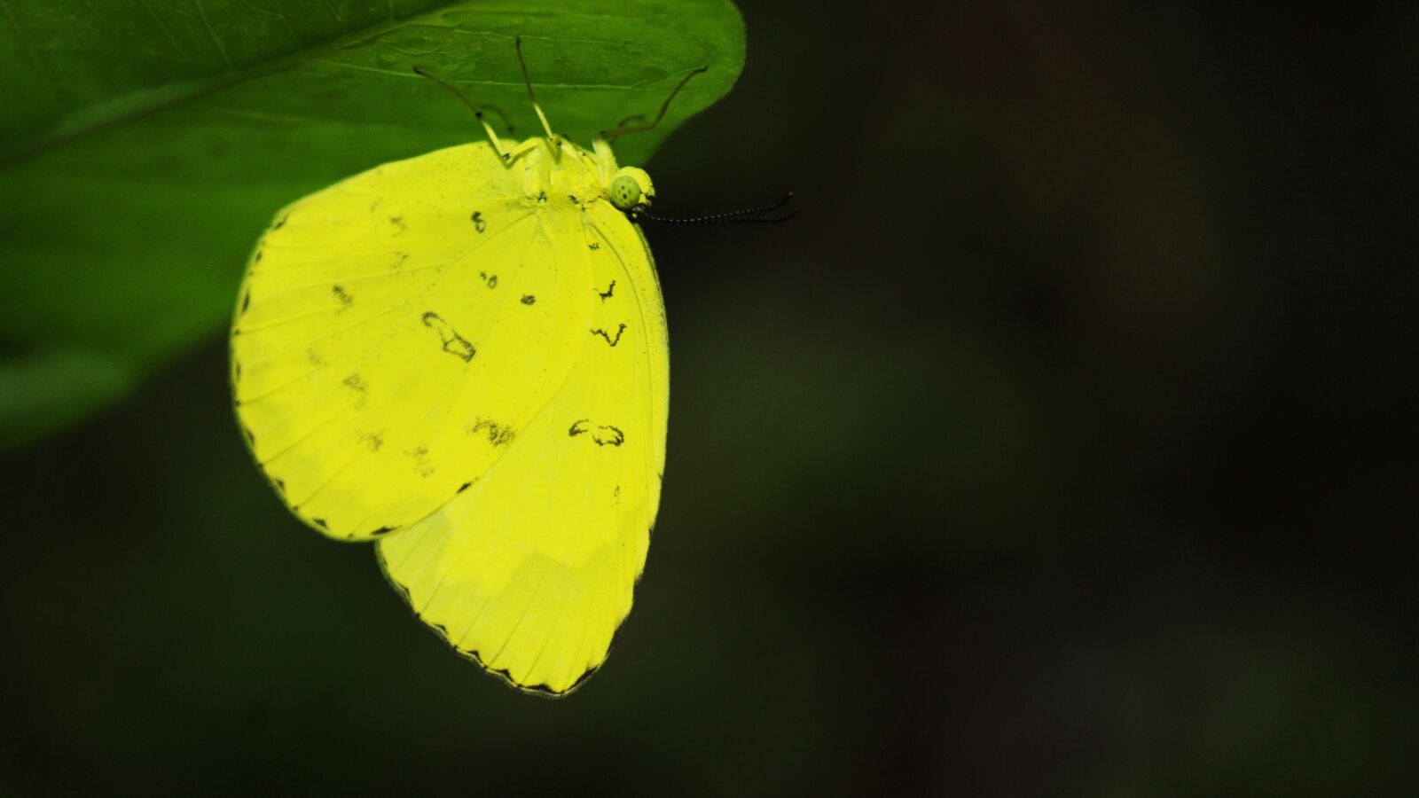Canon EOS 1300D (EOS Rebel T6 / EOS Kiss X80) sample photo. Butterfly, yellow, leaf photography