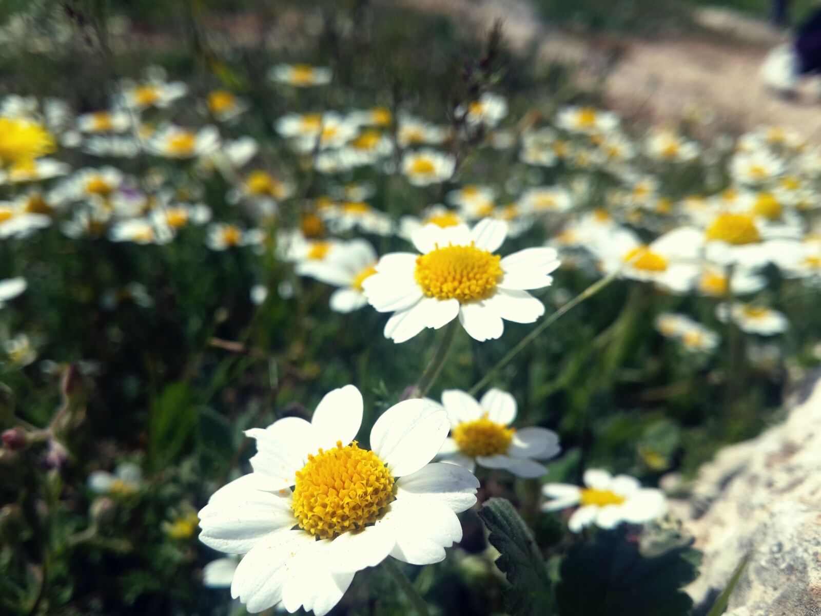 Samsung Galaxy S4 sample photo. Flowers, spring photography