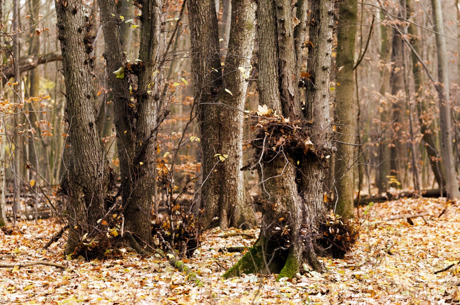 Nikon D5100 sample photo. Landscape, nature, forest photography