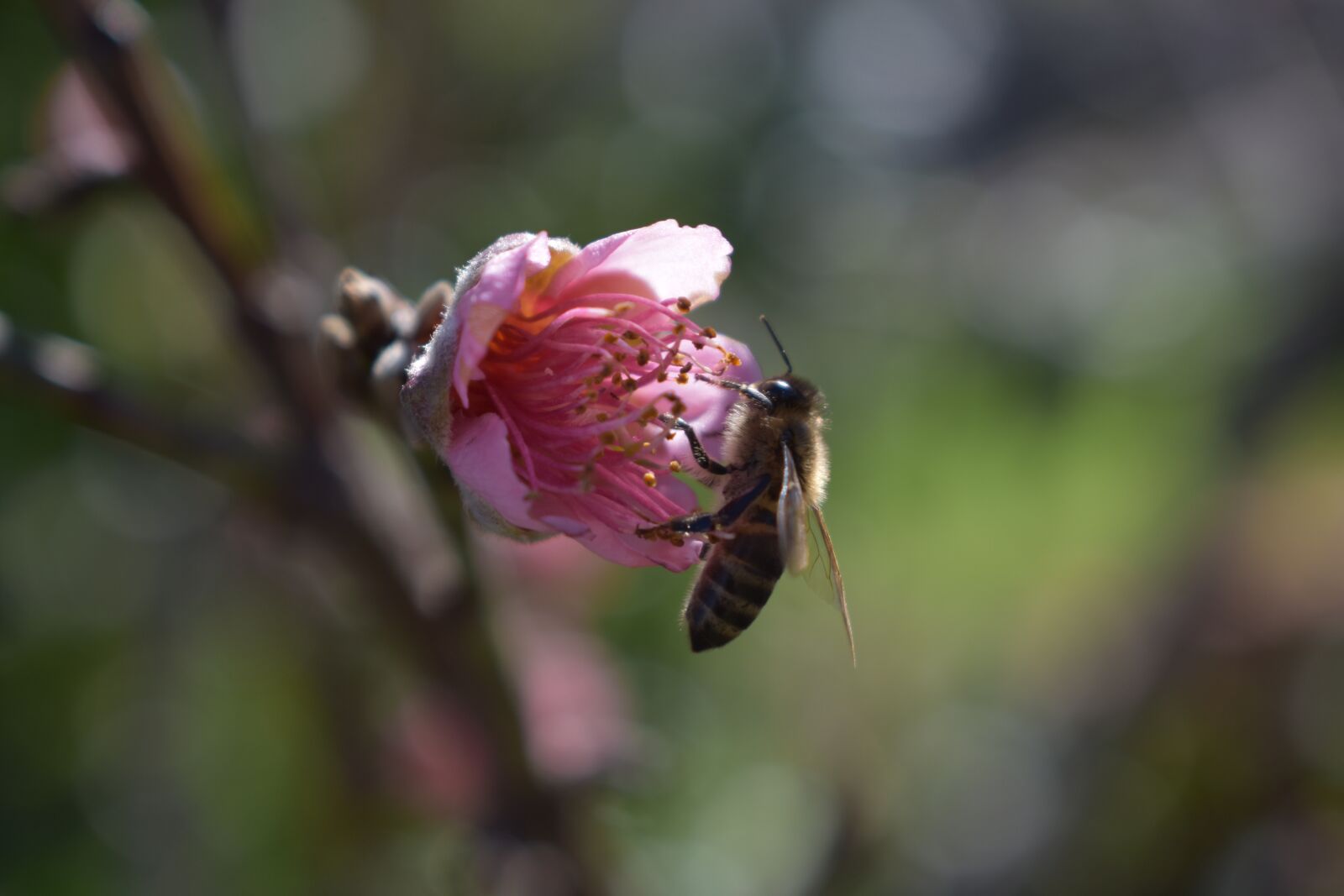 Nikon D3400 sample photo. Bee, flower, macro photography