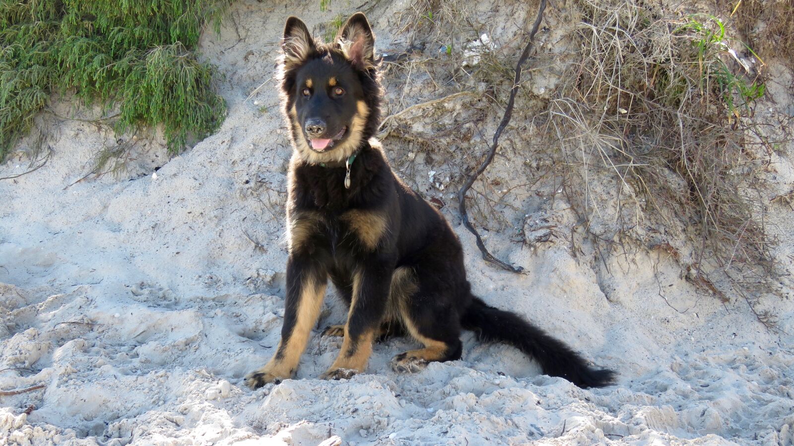 Canon PowerShot SX60 HS sample photo. Dog, german shepherd, portrait photography