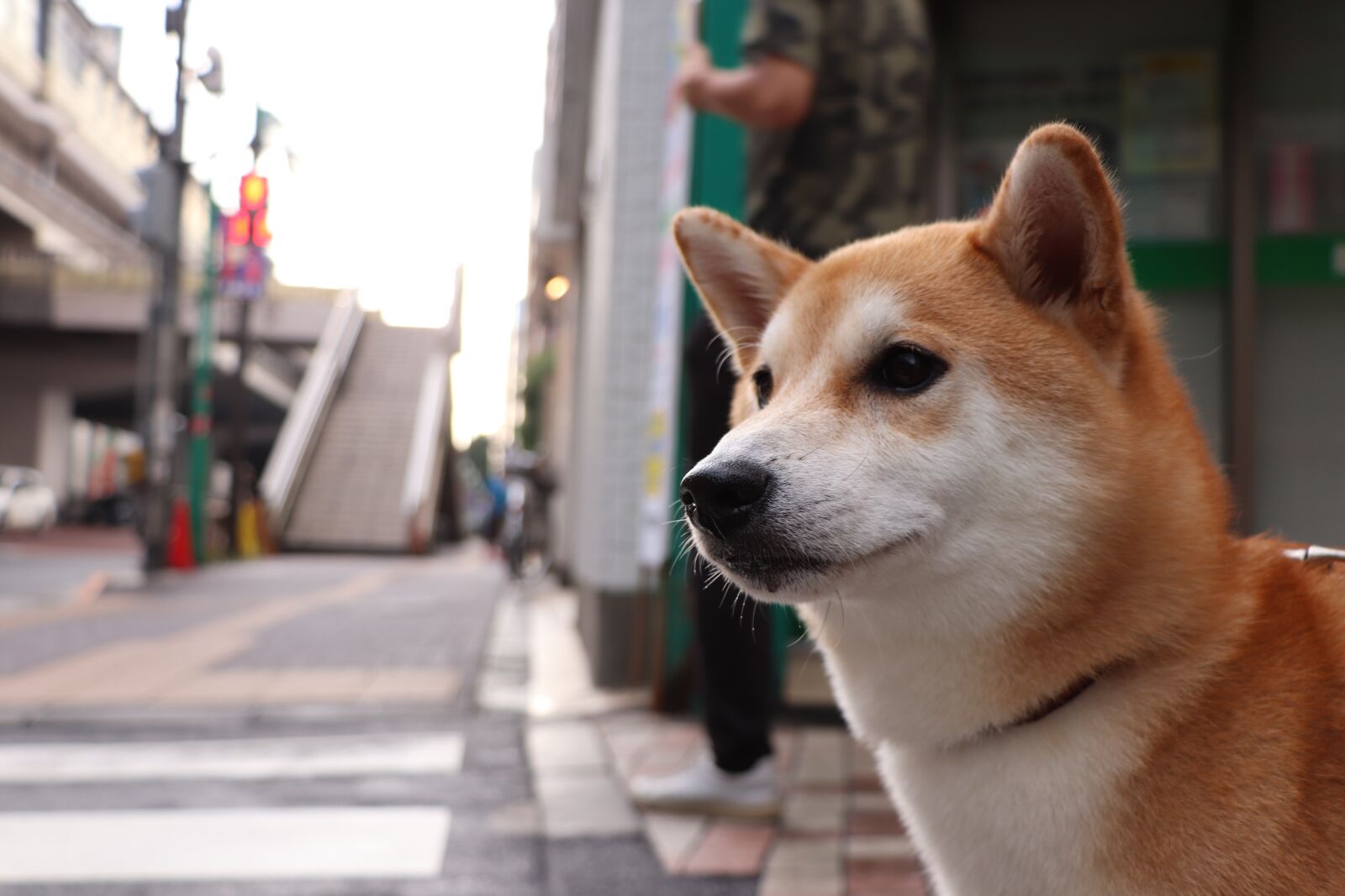 Canon EOS 77D (EOS 9000D / EOS 770D) sample photo. Shiba inu, dog, pet photography