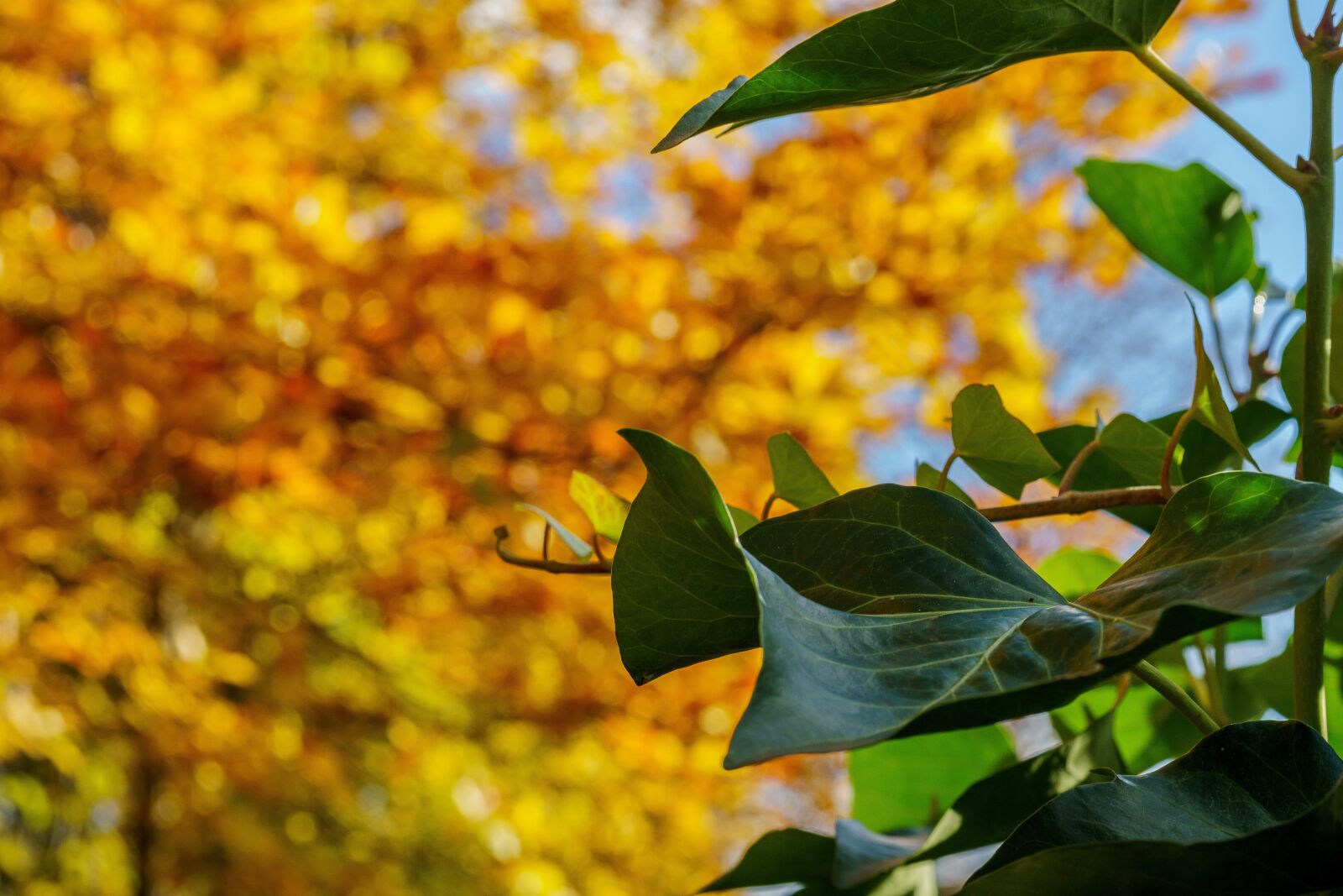 Sony a6000 + Sony FE 50mm F2.8 Macro sample photo. Autumn, tree, leaf photography