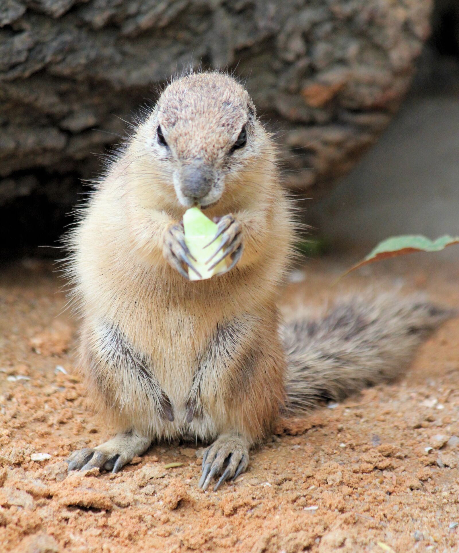 Canon EOS 550D (EOS Rebel T2i / EOS Kiss X4) sample photo. The squirrel, called cape photography