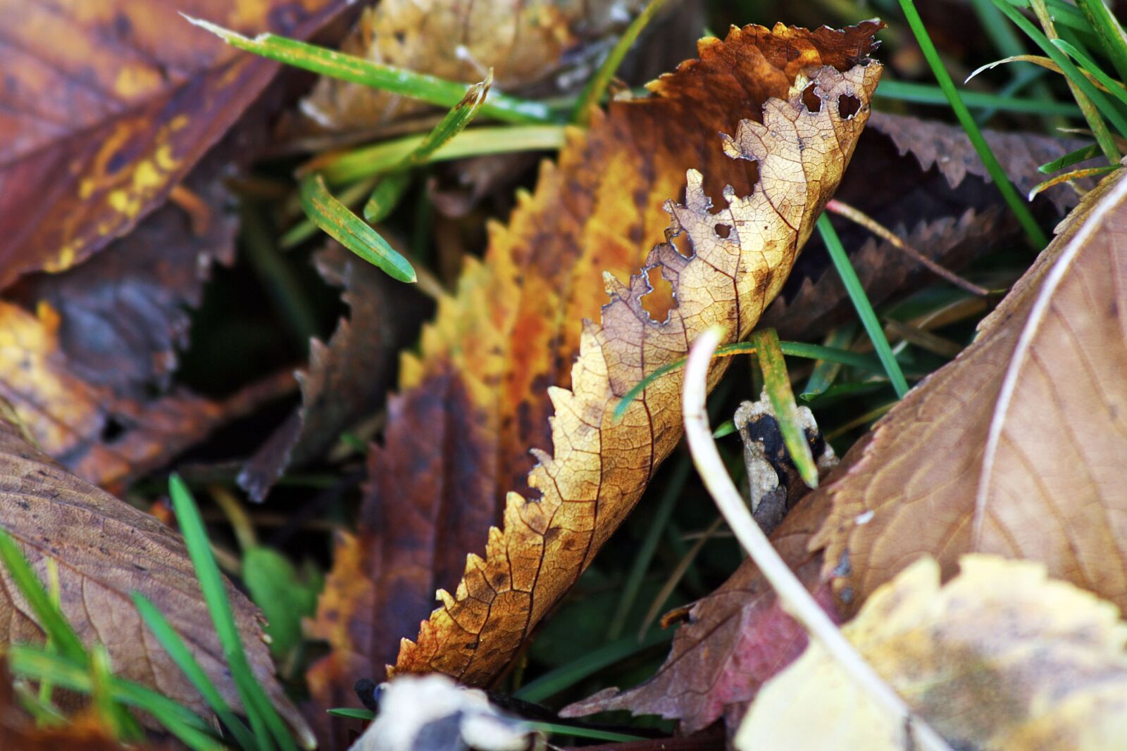Canon EOS 1000D (EOS Digital Rebel XS / EOS Kiss F) sample photo. Sheet, ground, fallen photography