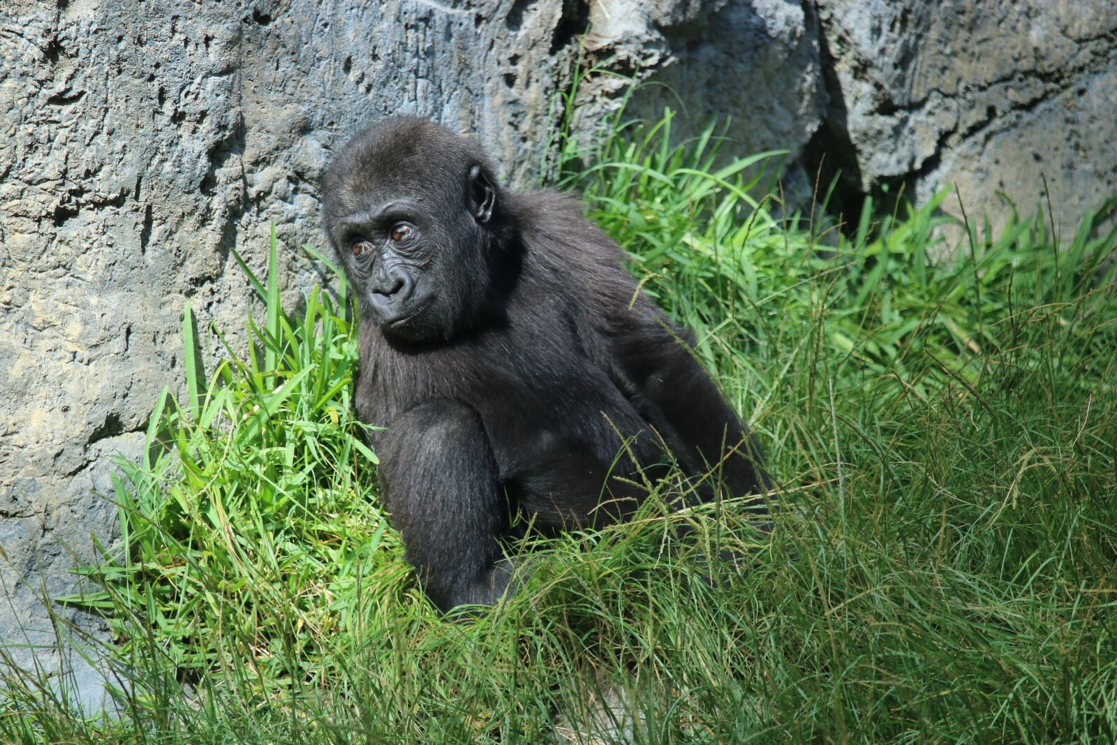 Canon EOS 70D + Canon EF-S 55-250mm F4-5.6 IS STM sample photo. Denny, gorilla, baby photography