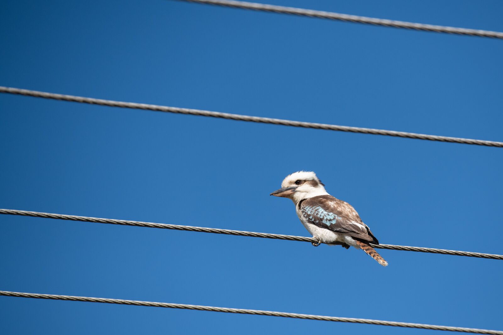 Nikon D850 sample photo. Laughing kookaburra, kingfisher, bird photography