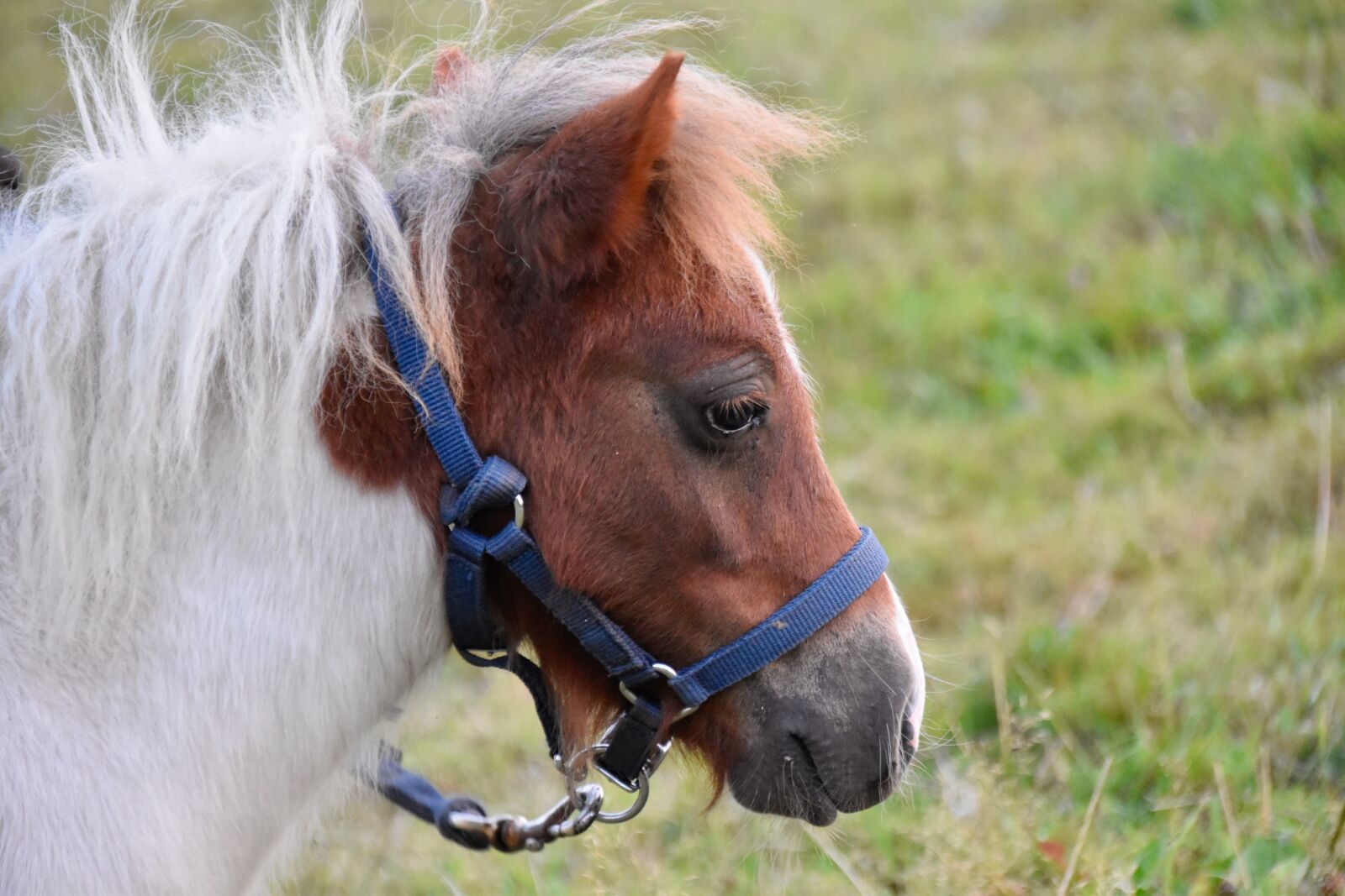 Nikon D5600 sample photo. Pony, small horse, portrait photography