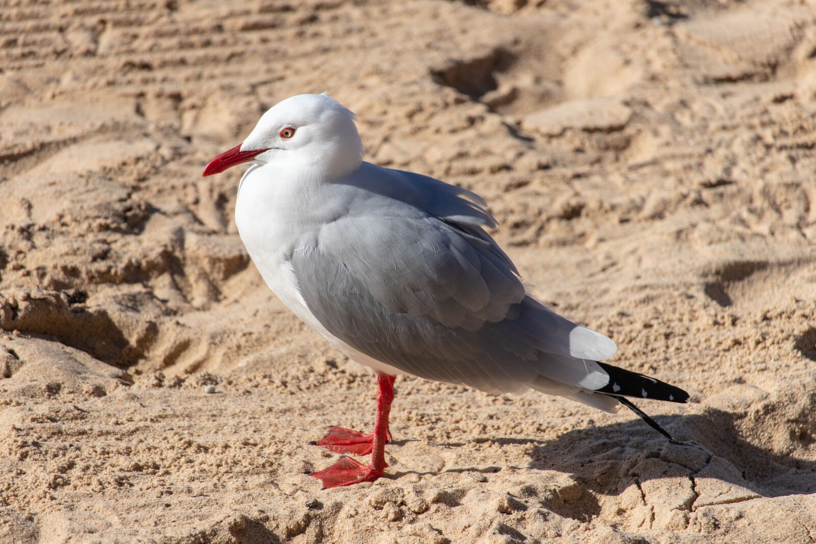 Canon EOS 200D (EOS Rebel SL2 / EOS Kiss X9) sample photo. Seagull, bird, sand photography