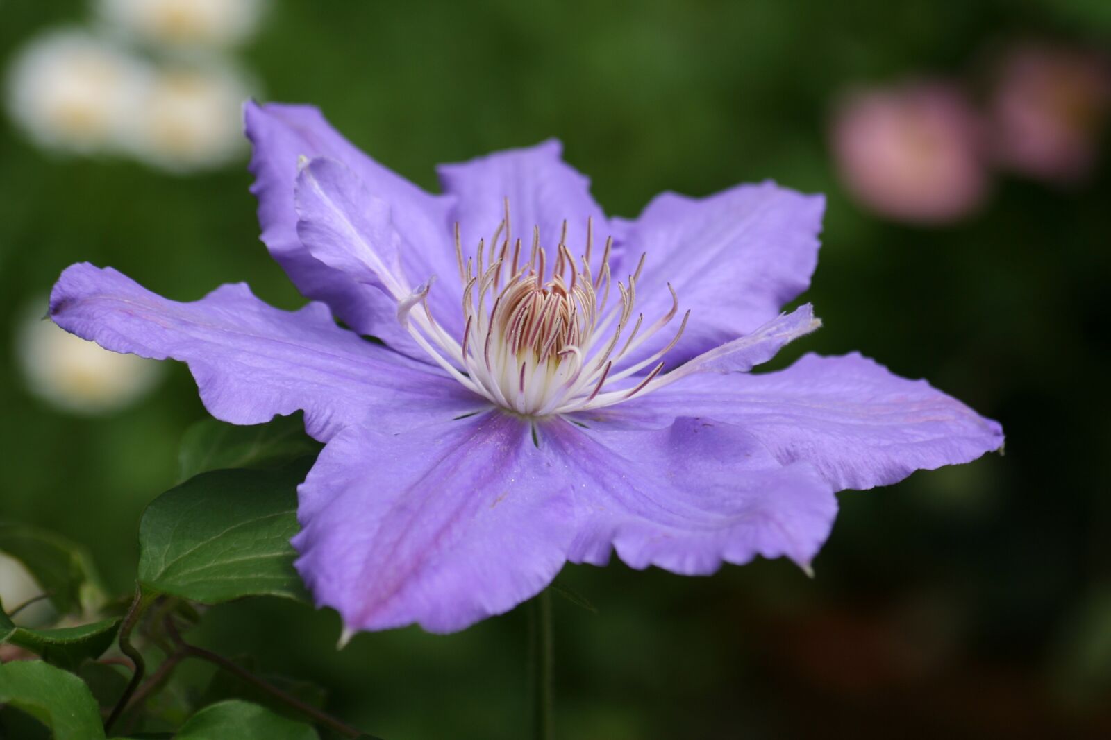 Canon EOS 350D (EOS Digital Rebel XT / EOS Kiss Digital N) sample photo. Clematis, purple flowers, garden photography