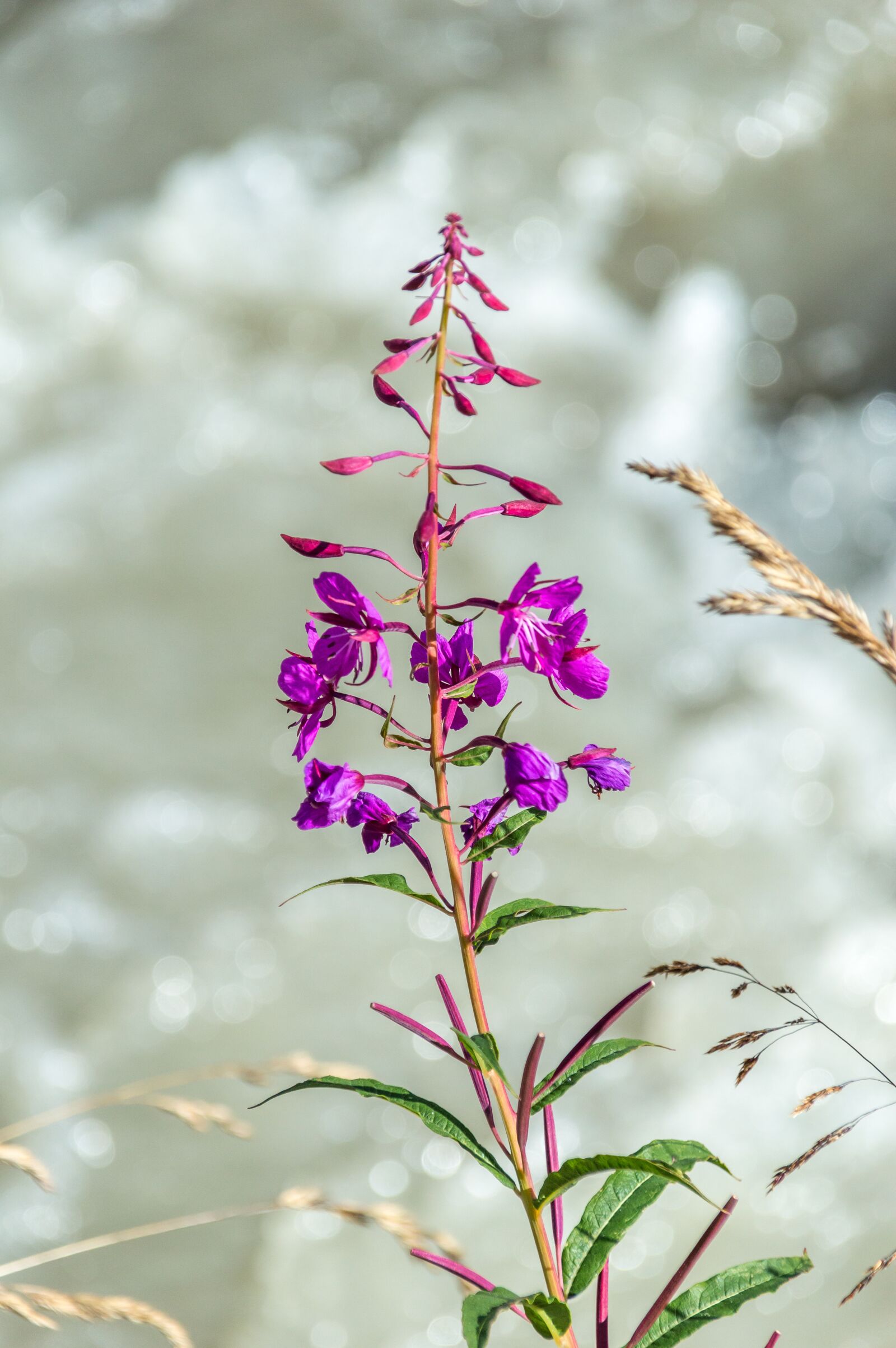 Nikon D3200 sample photo. Flowers, inflorescence, purple flowers photography