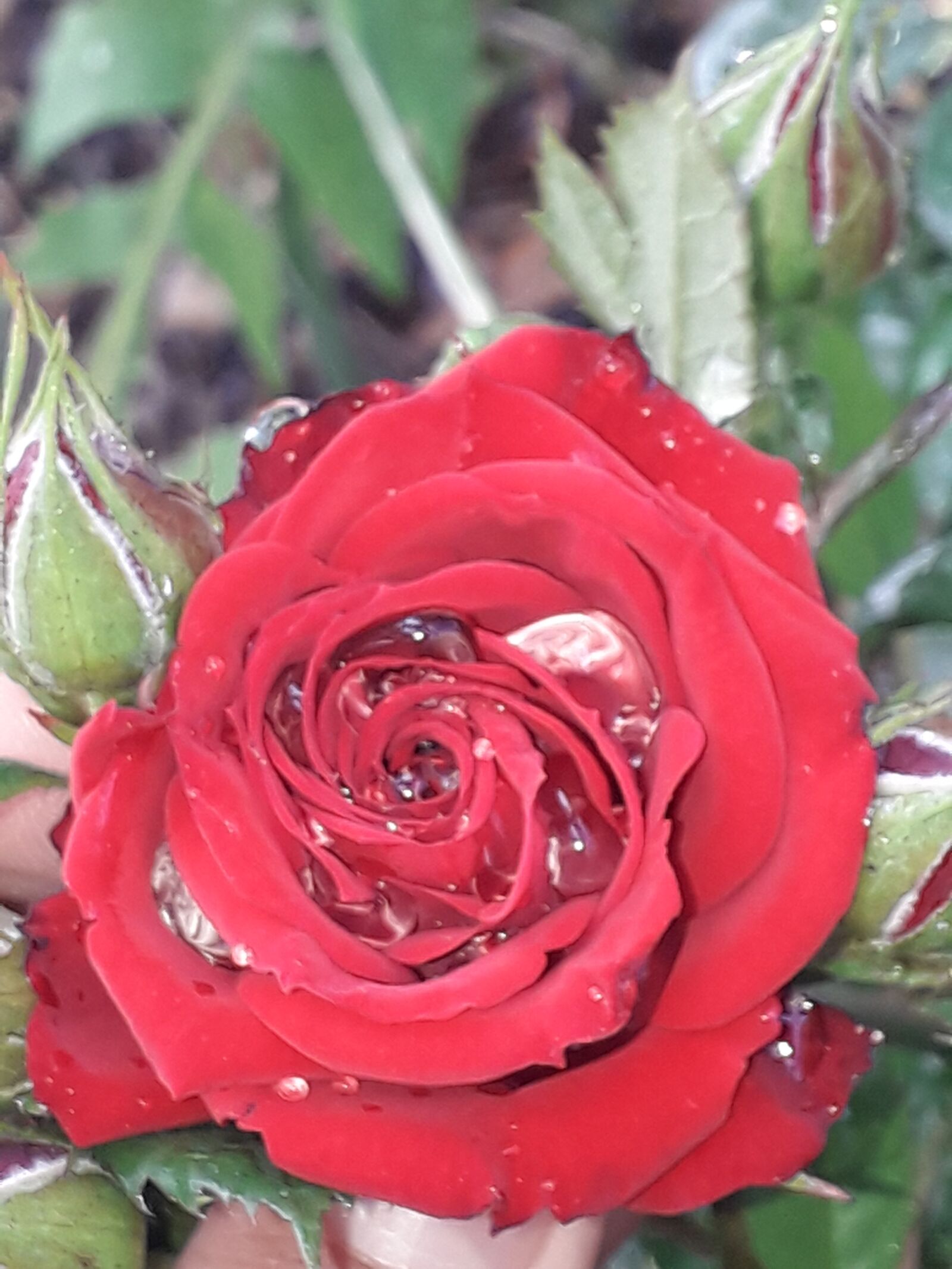 Samsung Galaxy J6 sample photo. Red, rose, nice photography
