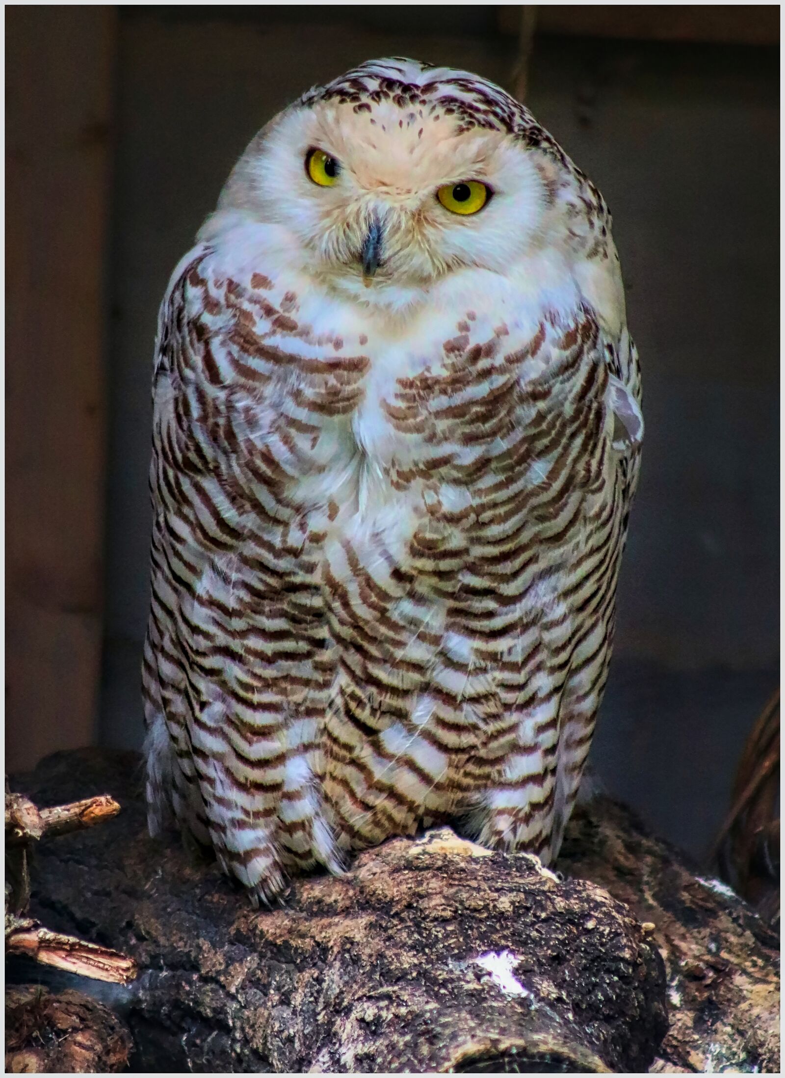 Canon EF75-300mm f/4-5.6 sample photo. Snowy owl, eyes, owl photography