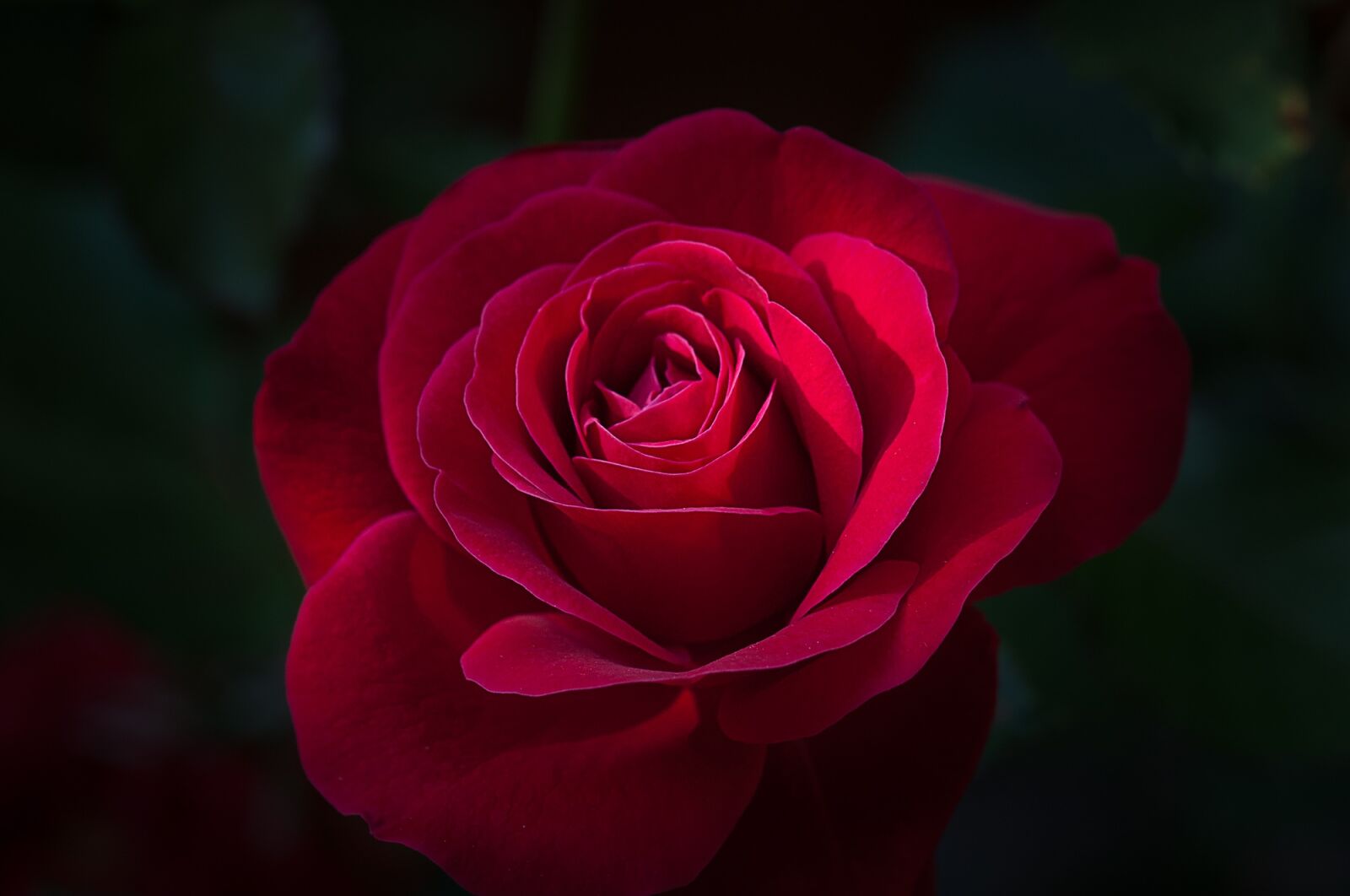 Nikon D90 sample photo. Flower, rose, red photography