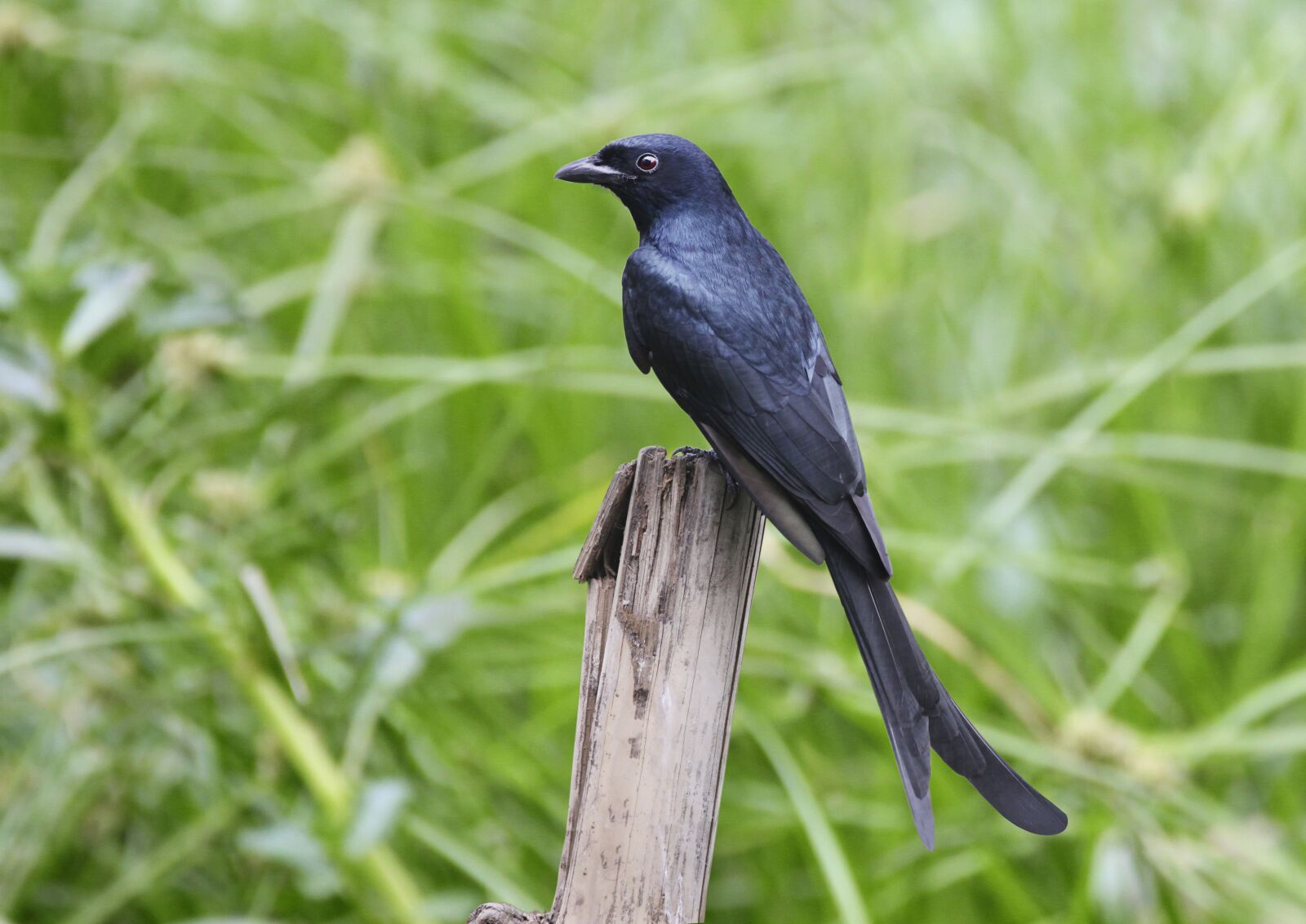Canon EOS 5D Mark II sample photo. Black, birds, grass photography