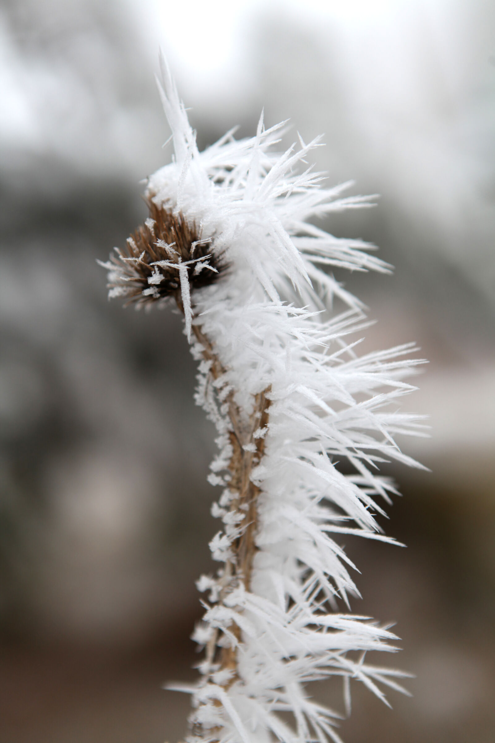 Canon EOS 5D Mark II sample photo. Cold, dead, flower, frost photography