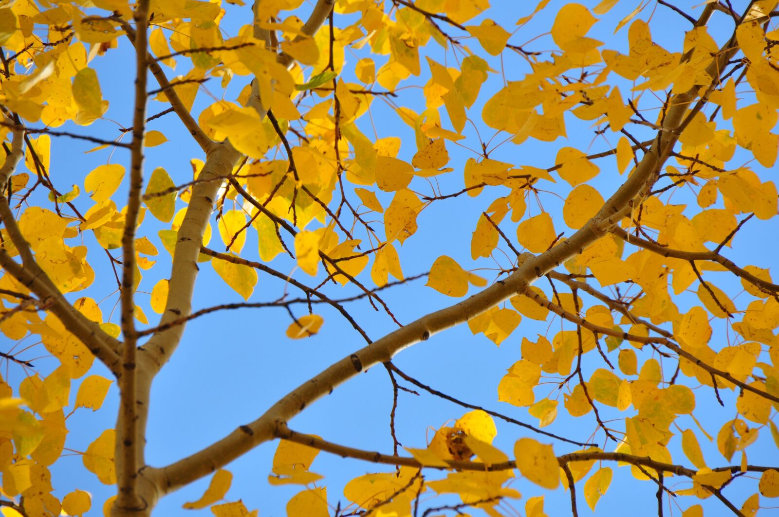Nikon D5000 sample photo. Leaves, gold, golden photography