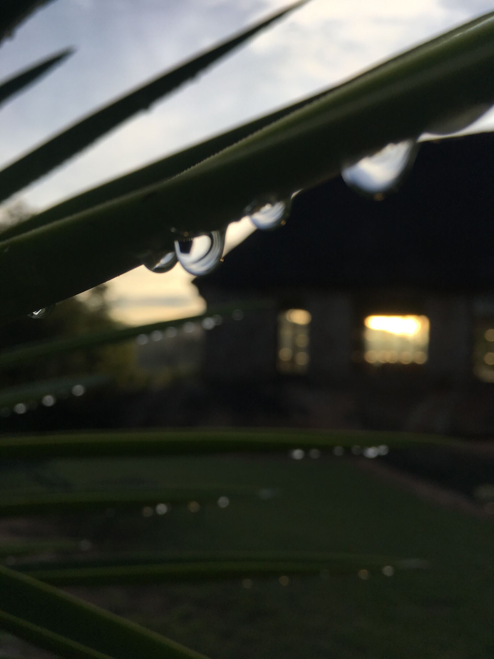 iPhone SE back camera 4.15mm f/2.2 sample photo. Dewdrops, morning, sunrise photography