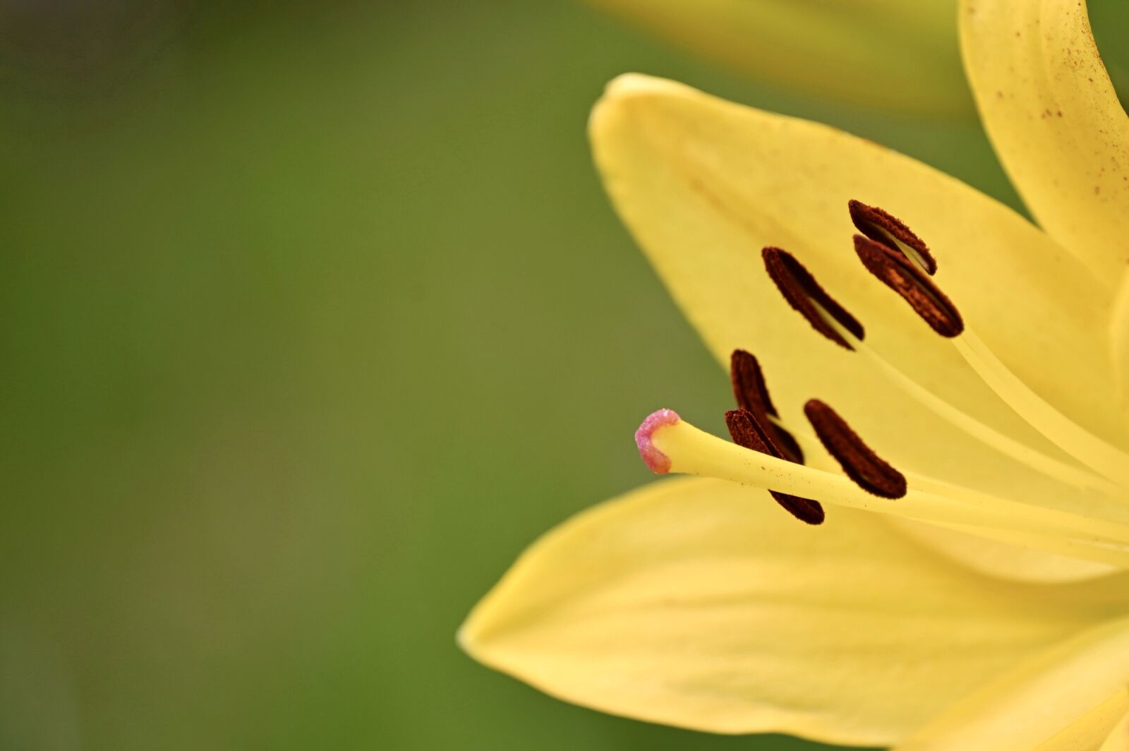 Nikon Z6 sample photo. Lily, lily blossom, stamen photography