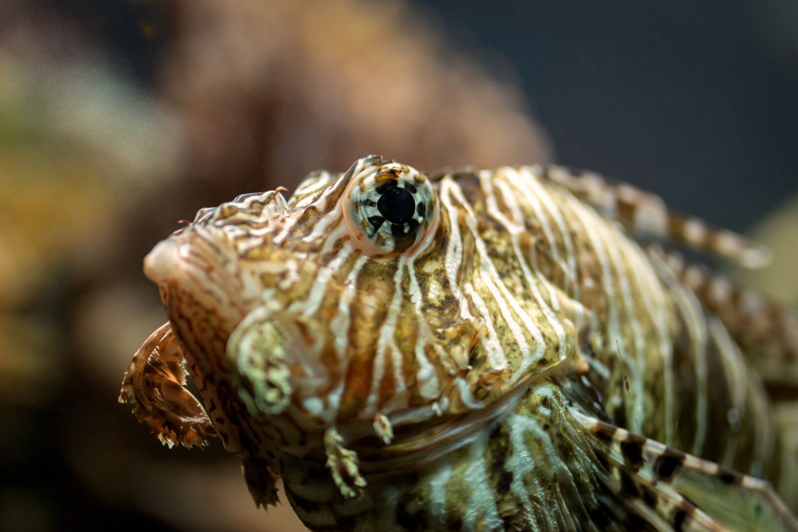Canon EOS 700D (EOS Rebel T5i / EOS Kiss X7i) sample photo. Fish, marine, nature photography