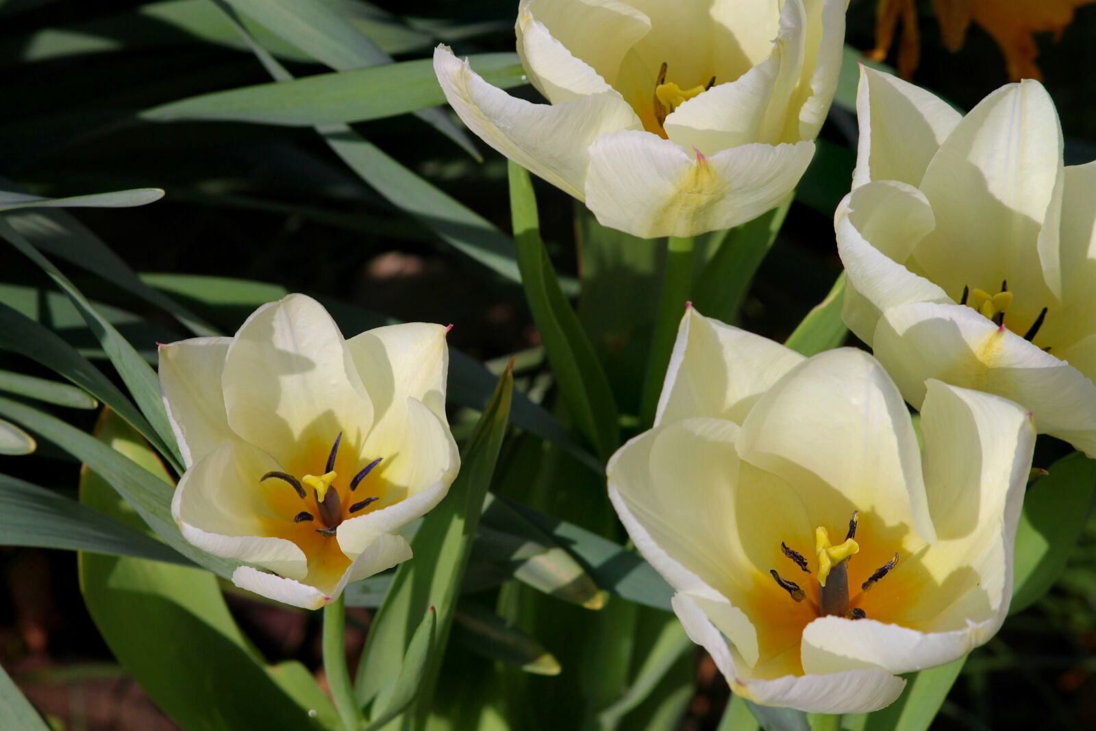 Canon EOS 1100D (EOS Rebel T3 / EOS Kiss X50) sample photo. Tulips, open, white photography