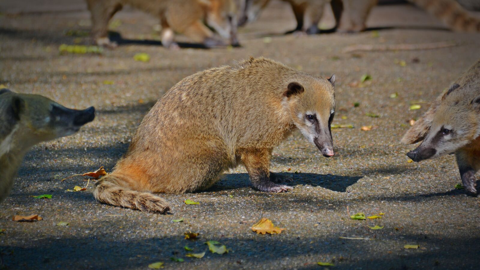 Nikon D5200 sample photo. Coati, animal, creature photography