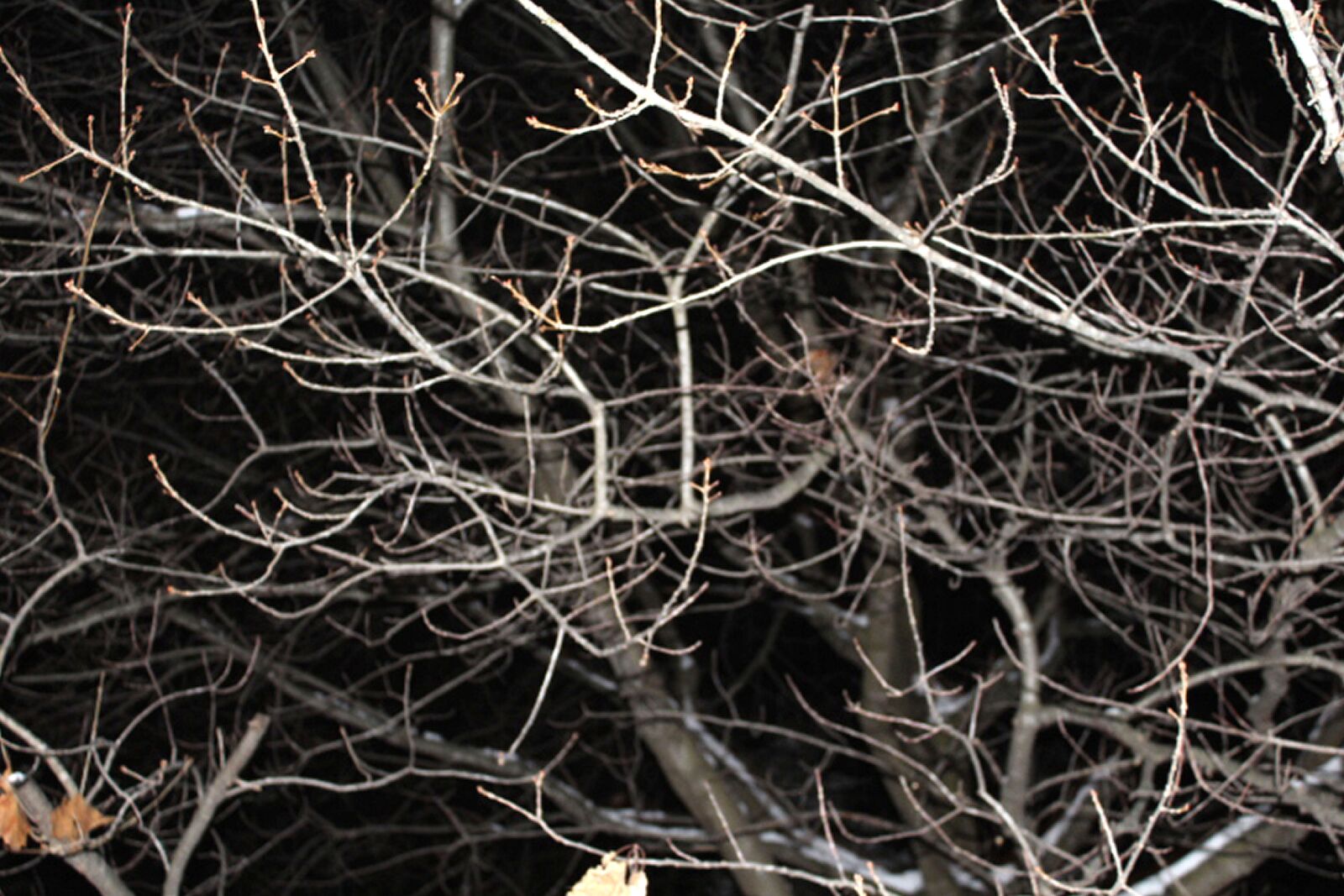 Canon EOS 1200D (EOS Rebel T5 / EOS Kiss X70 / EOS Hi) sample photo. Night, tree, branch photography
