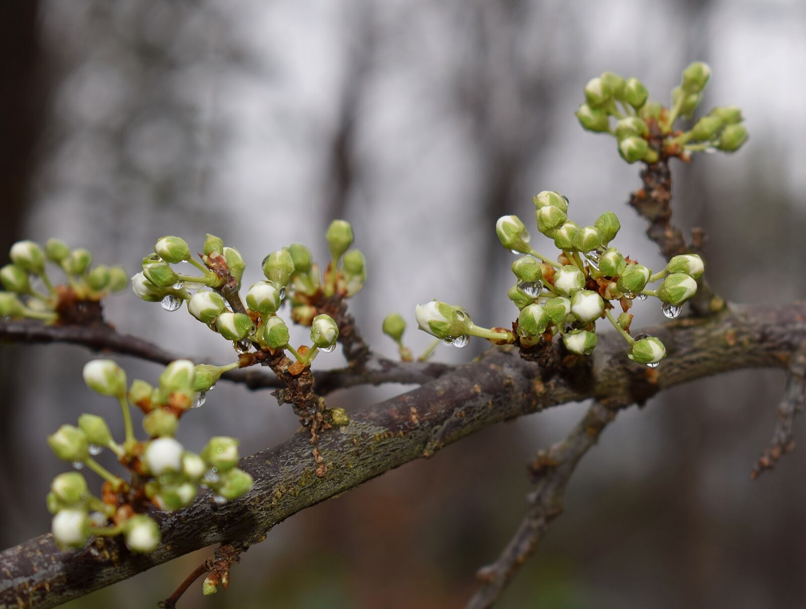 Nikon D3300 sample photo. Rain-wet cherry blossom buds photography