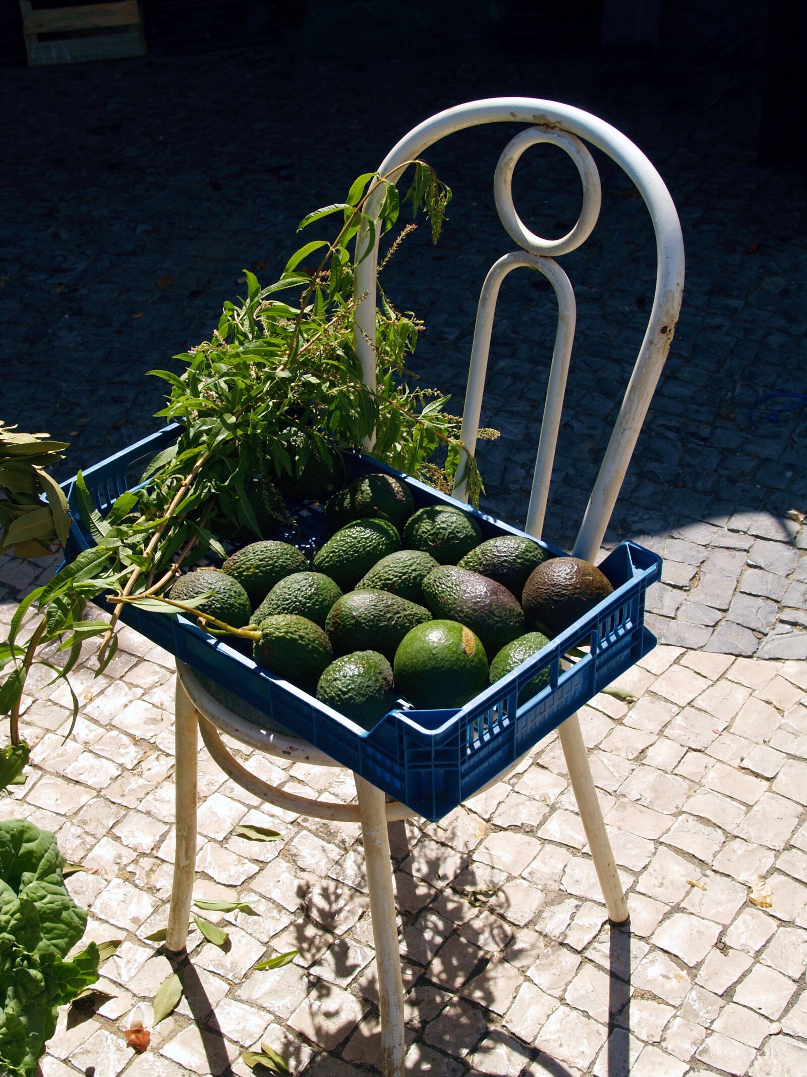 Olympus E-500 (EVOLT E-500) sample photo. Chair, vegetable, nature photography