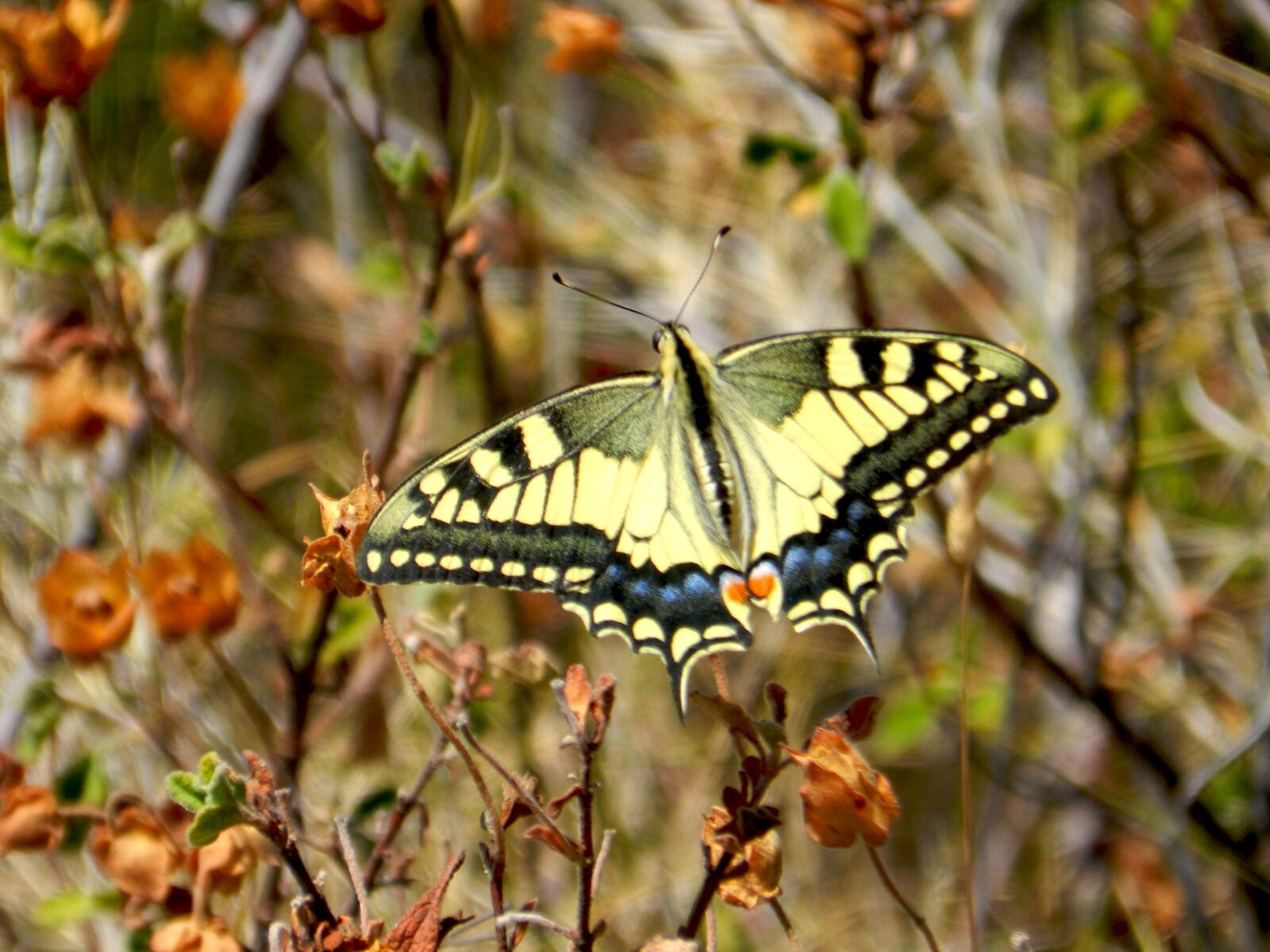 Nikon Coolpix P500 sample photo. Nature, butterfly, macro photography