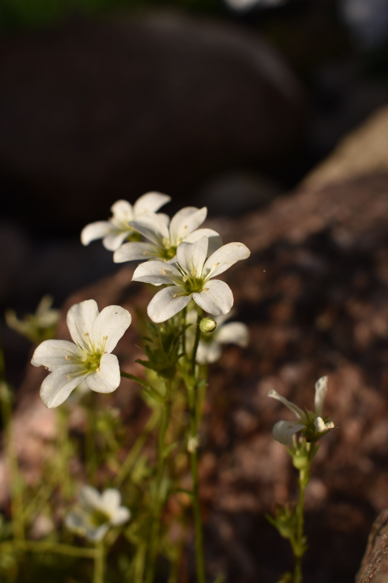 Nikon D3400 sample photo. Flower, white, stone photography