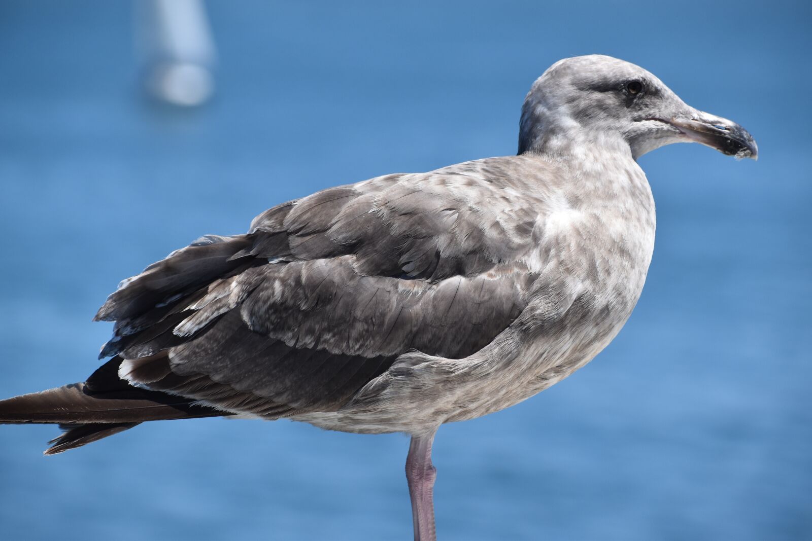 Nikon D5600 sample photo. Seagull, bird, feathers photography