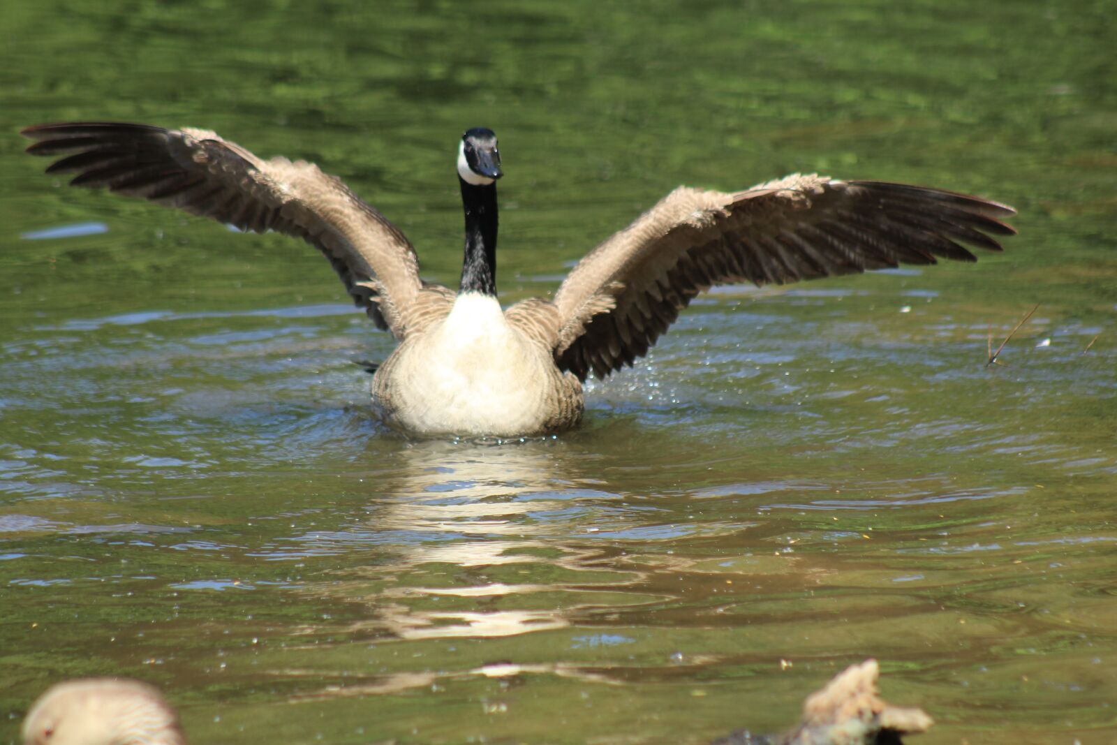 Canon EF 75-300mm f/4-5.6 USM sample photo. Wild goose, water, water photography