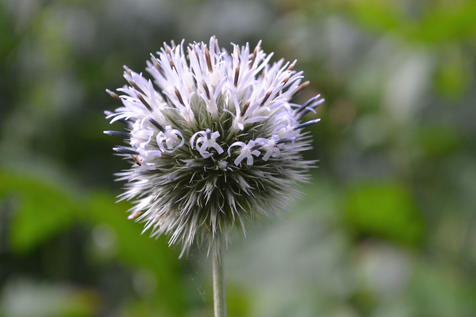Nikon D3100 sample photo. Flower, meadow, nature photography