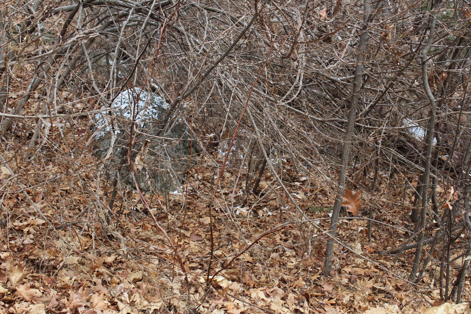 Canon EOS 1200D (EOS Rebel T5 / EOS Kiss X70 / EOS Hi) sample photo. Cold, forest, leaves, nh photography