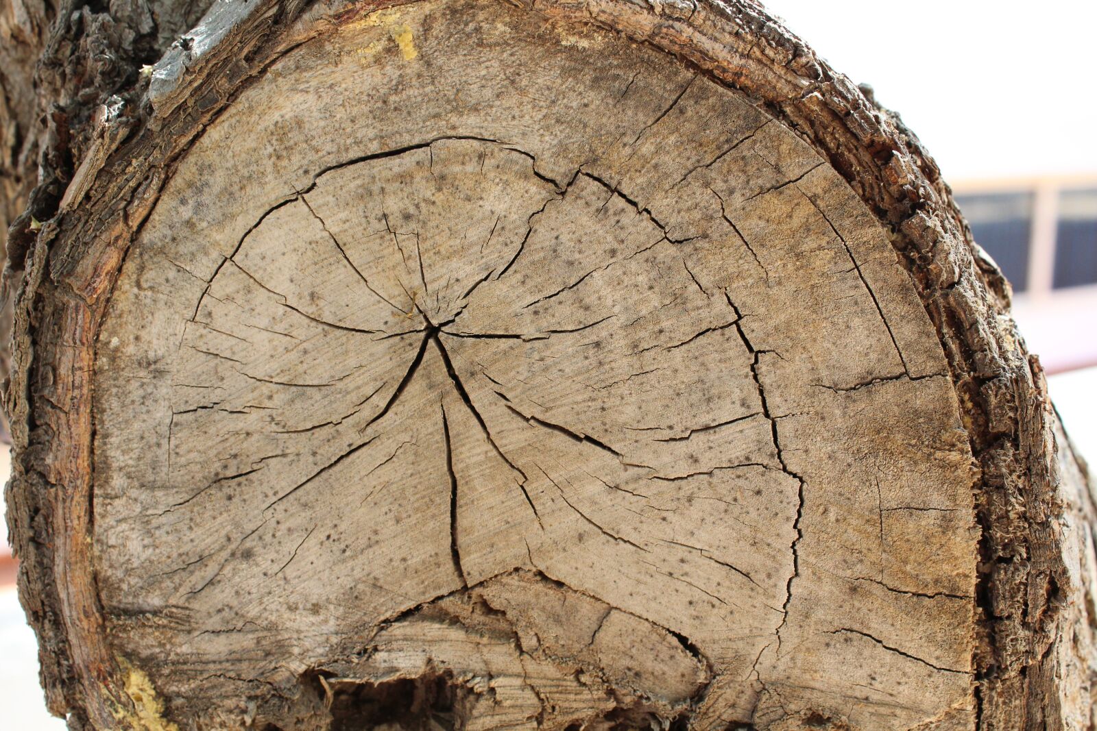 Canon EOS 1300D (EOS Rebel T6 / EOS Kiss X80) sample photo. Nature, tree, tribe photography