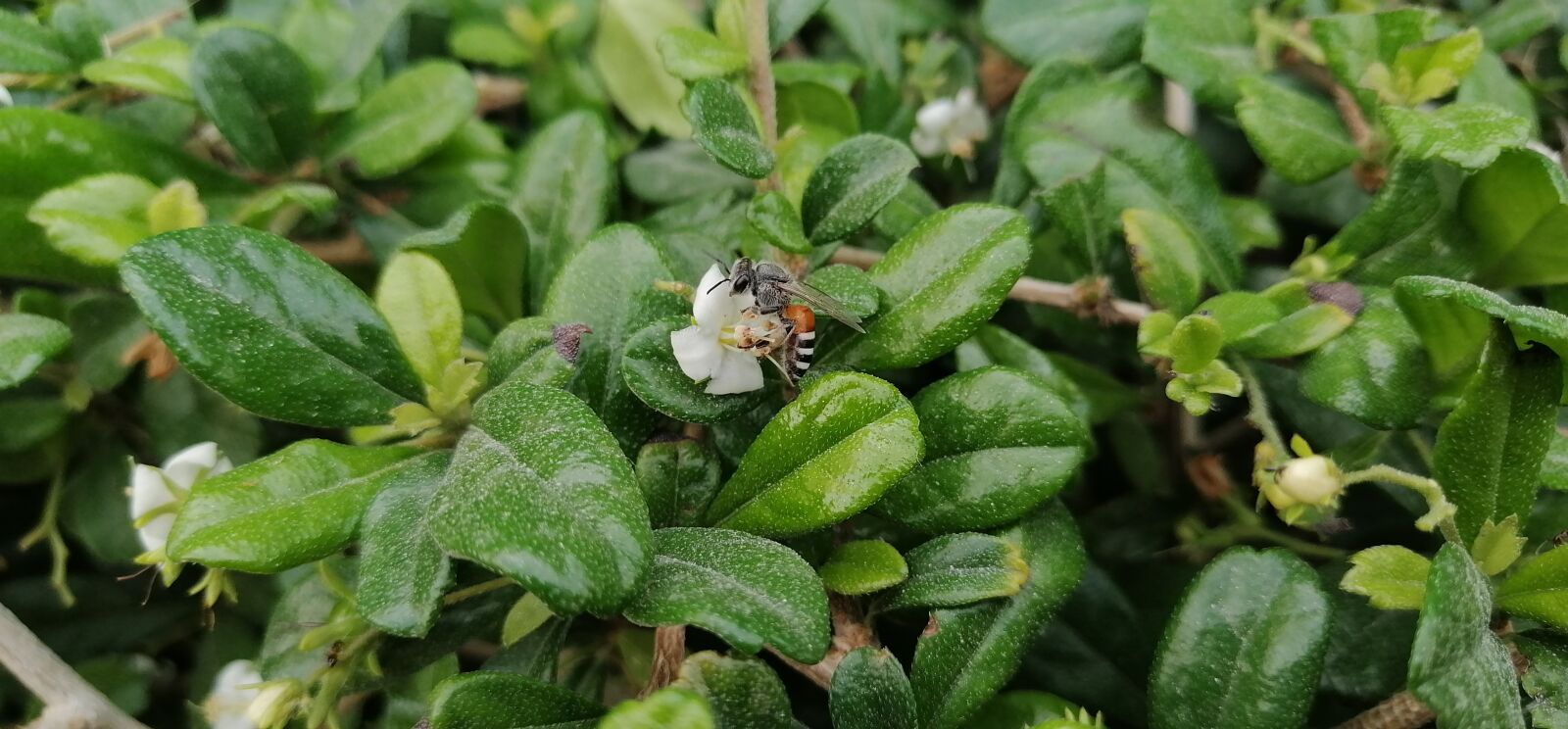 HUAWEI STK-L21 sample photo. Natural, bee, honey photography