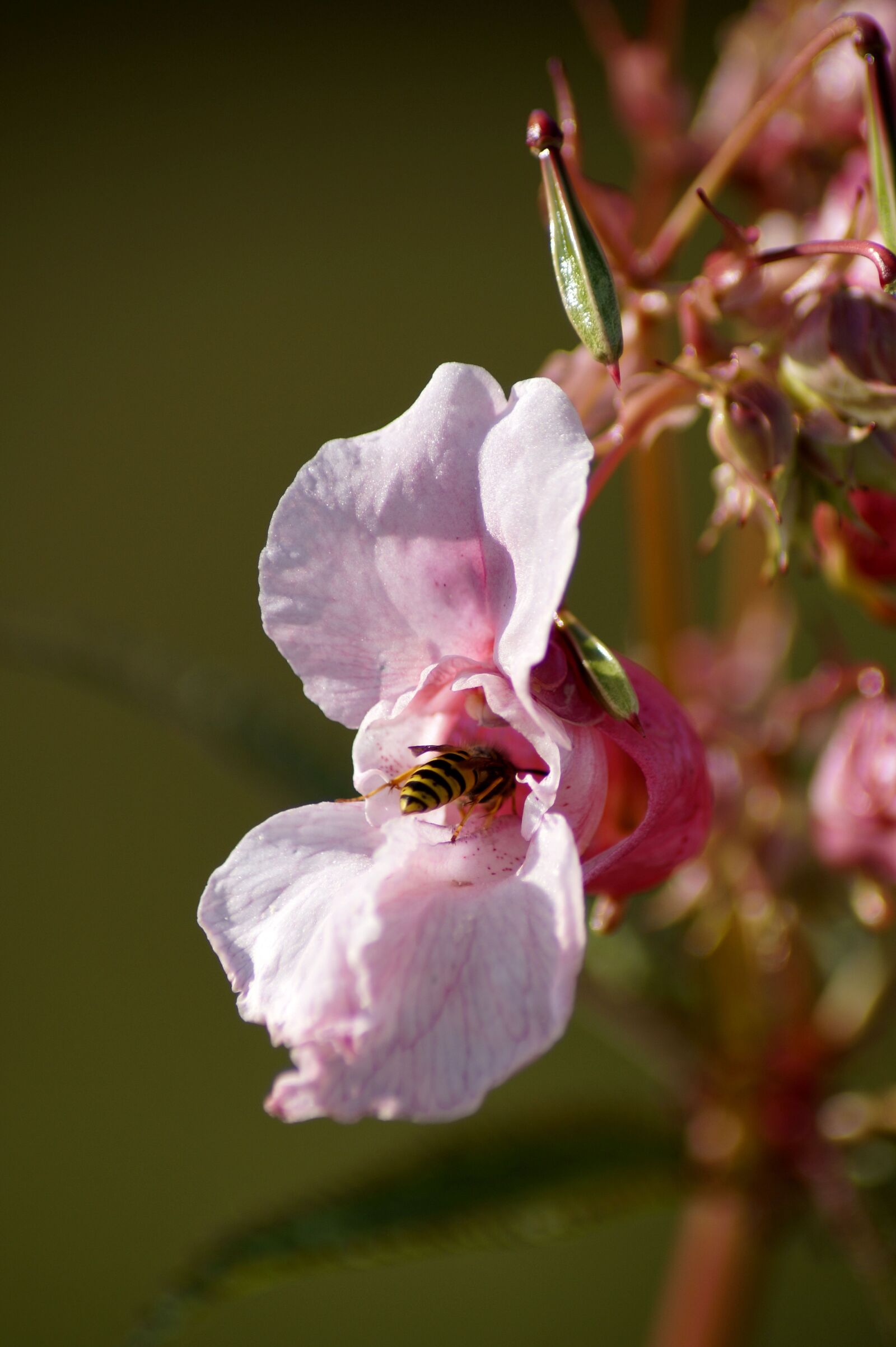 Sony SLT-A58 sample photo. Indian springkraut, himalayan balsam photography