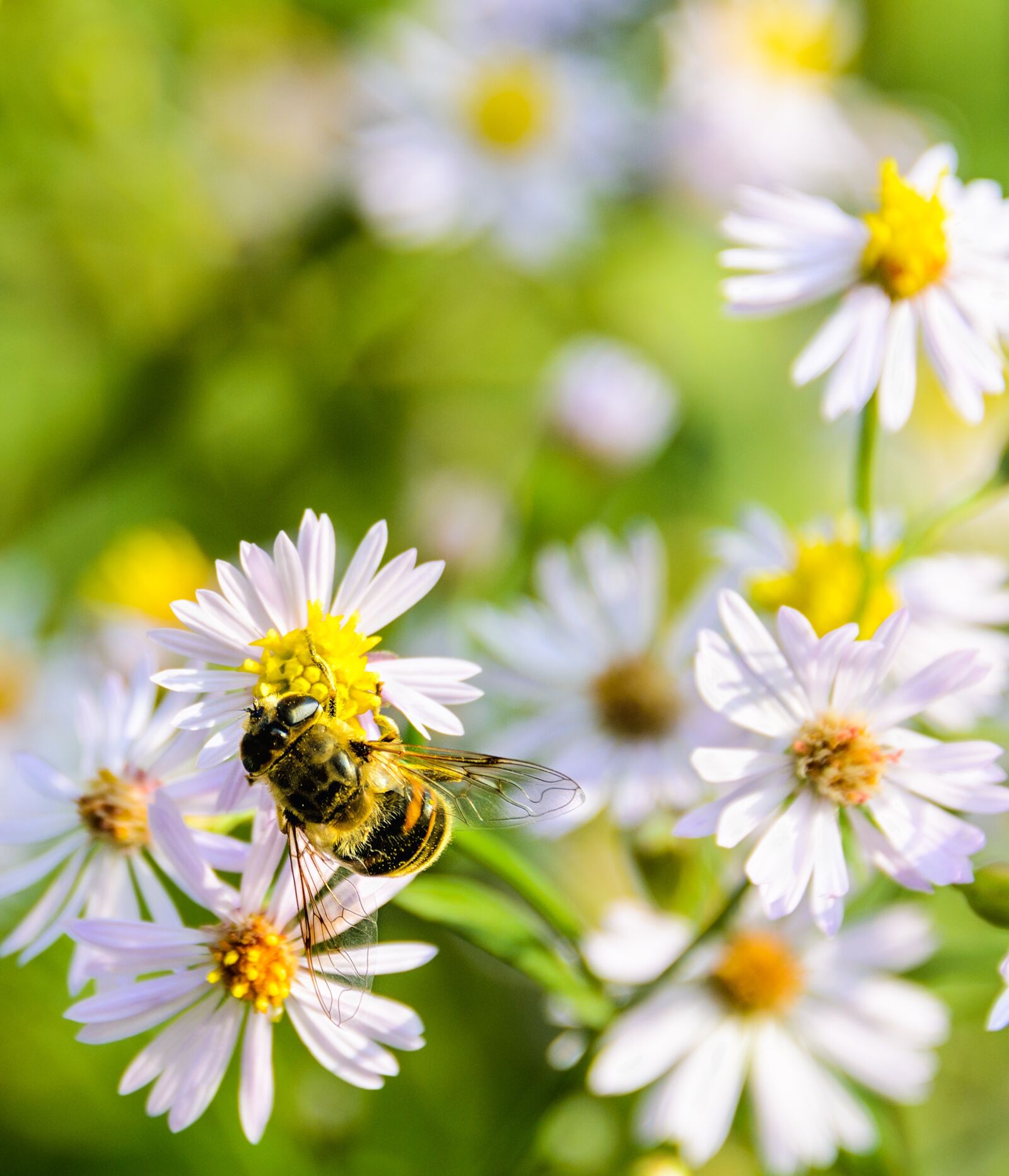 Nikon D7000 sample photo. Aster, dumosum, flower photography